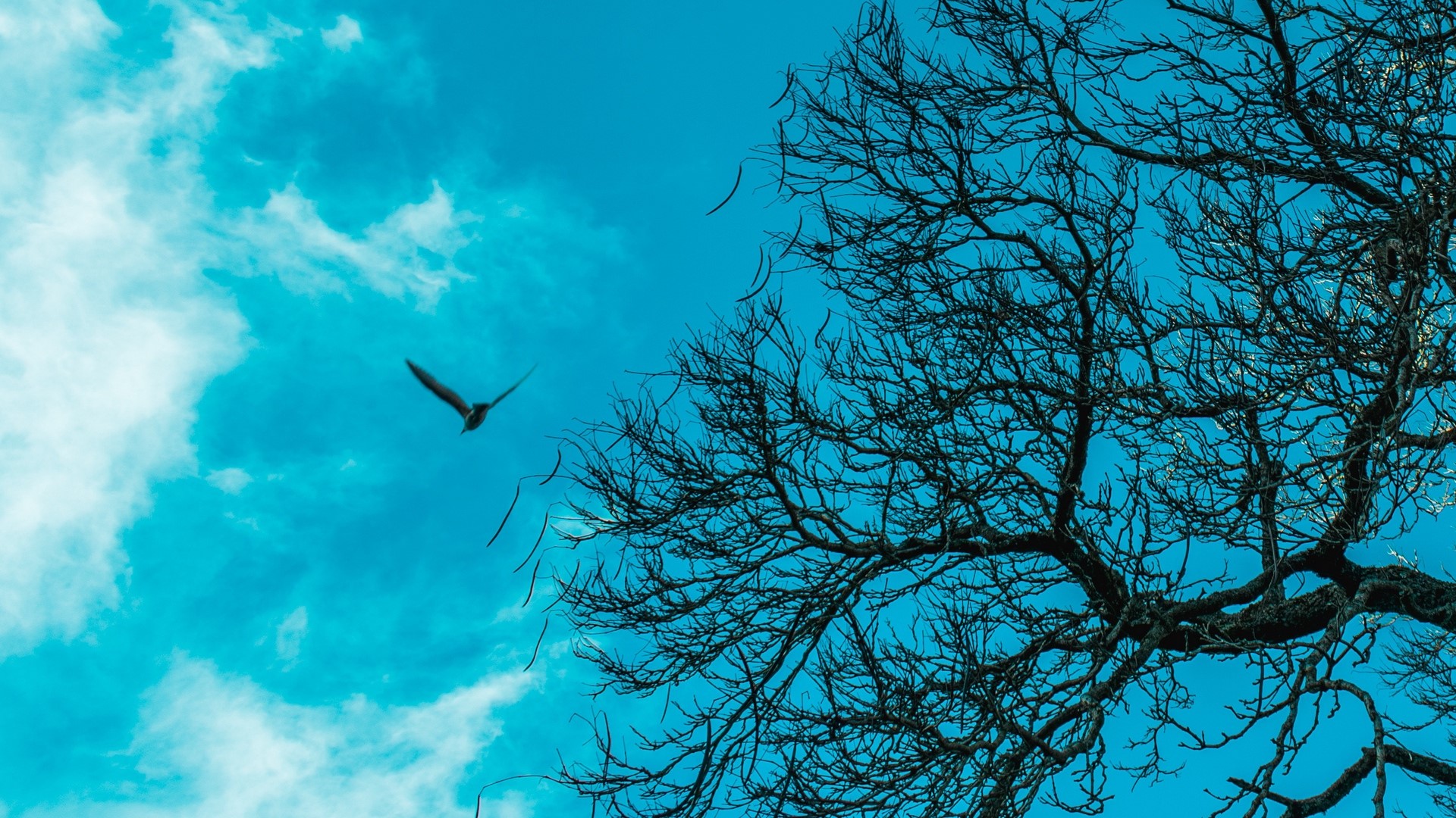 Bird flying near bare tree branches against cyan sky HD Wallpaper