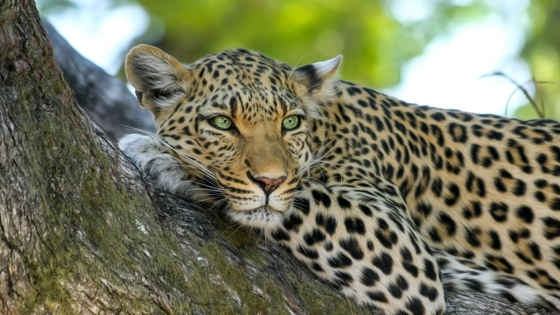 Leopard resting on a tree branch in Africa HD Wallpaper