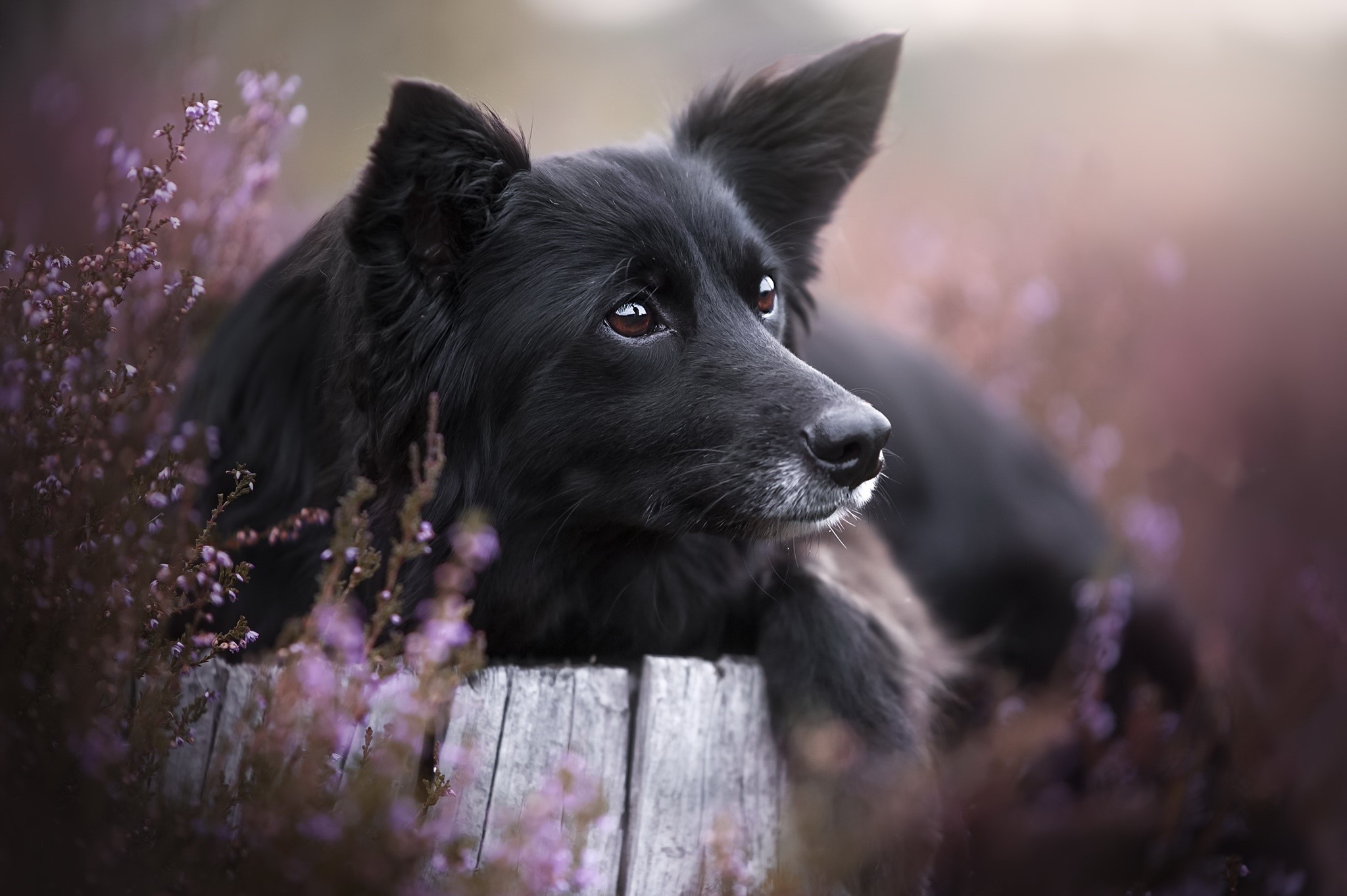 Black dog resting among purple flowers on a wooden stump HD Wallpaper