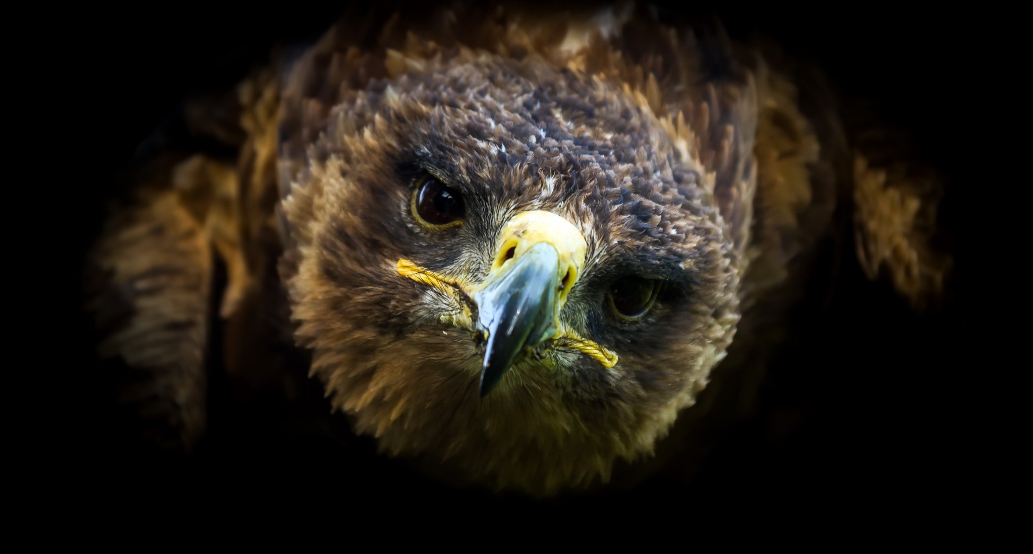 Close-up of a bird of prey with dark feathers HD Wallpaper