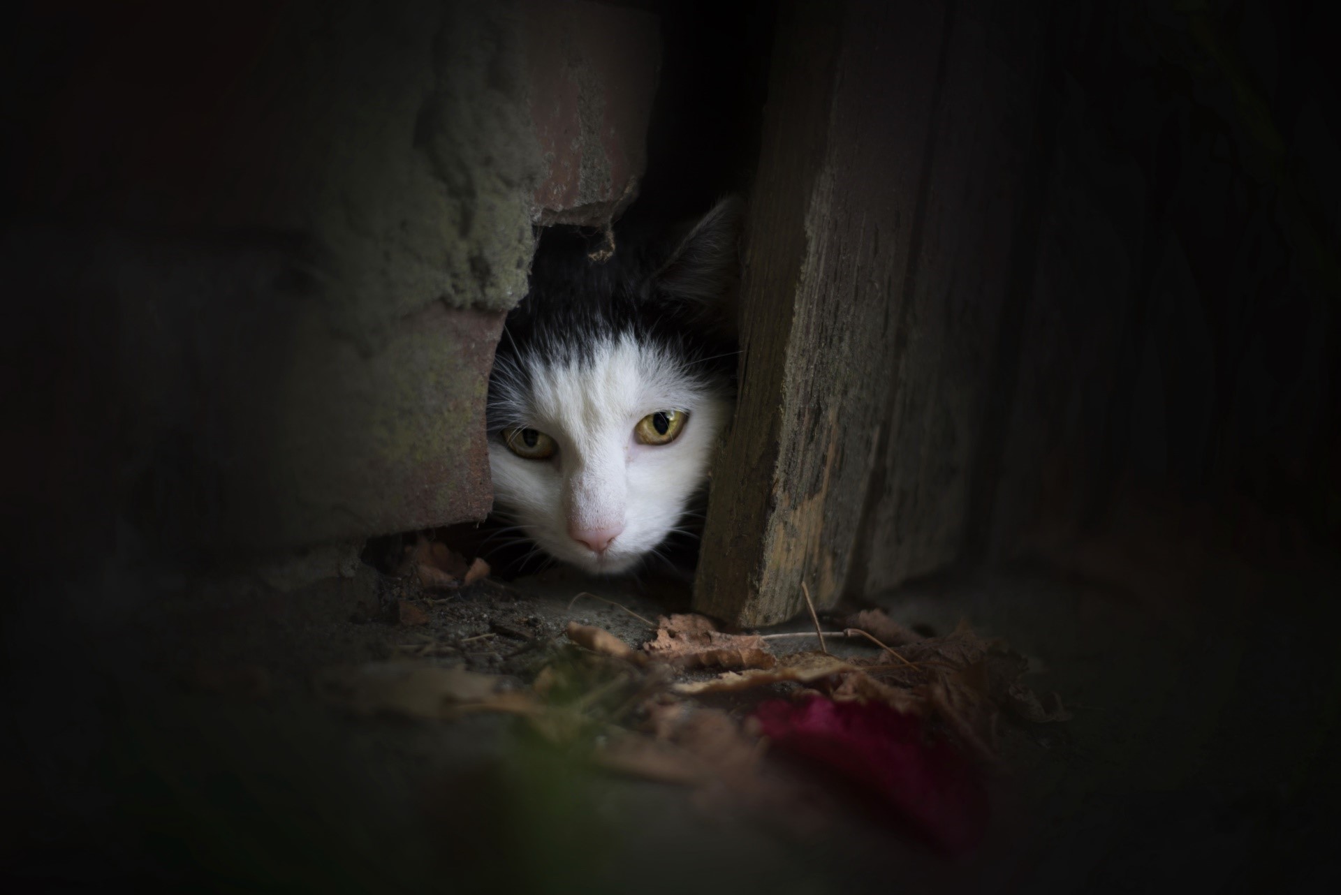 Black and white cat peeking from dark opening HD Wallpaper