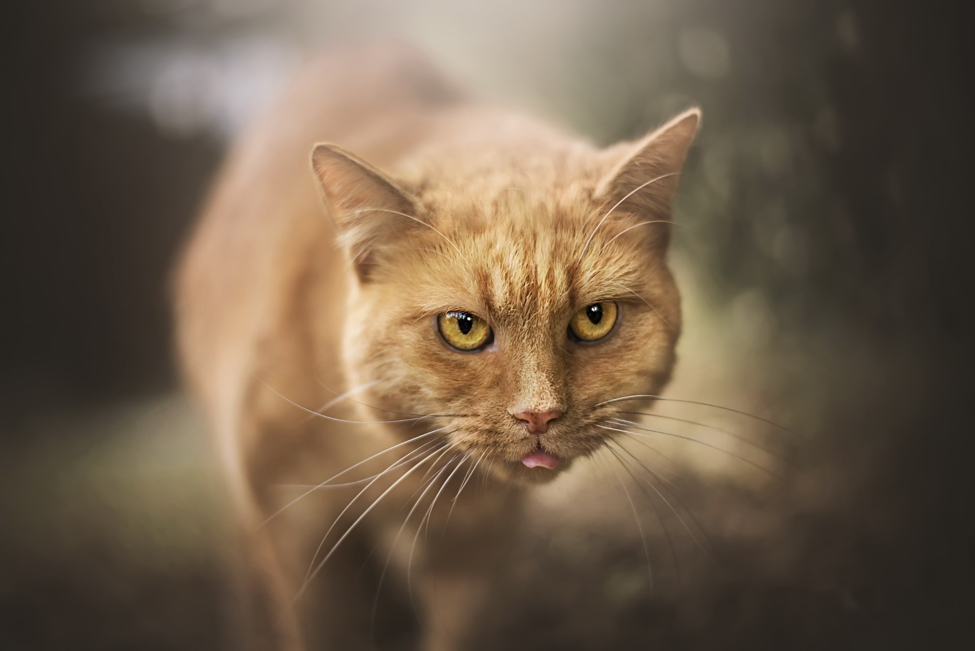 Orange cat with yellow eyes sticking out tongue HD Wallpaper