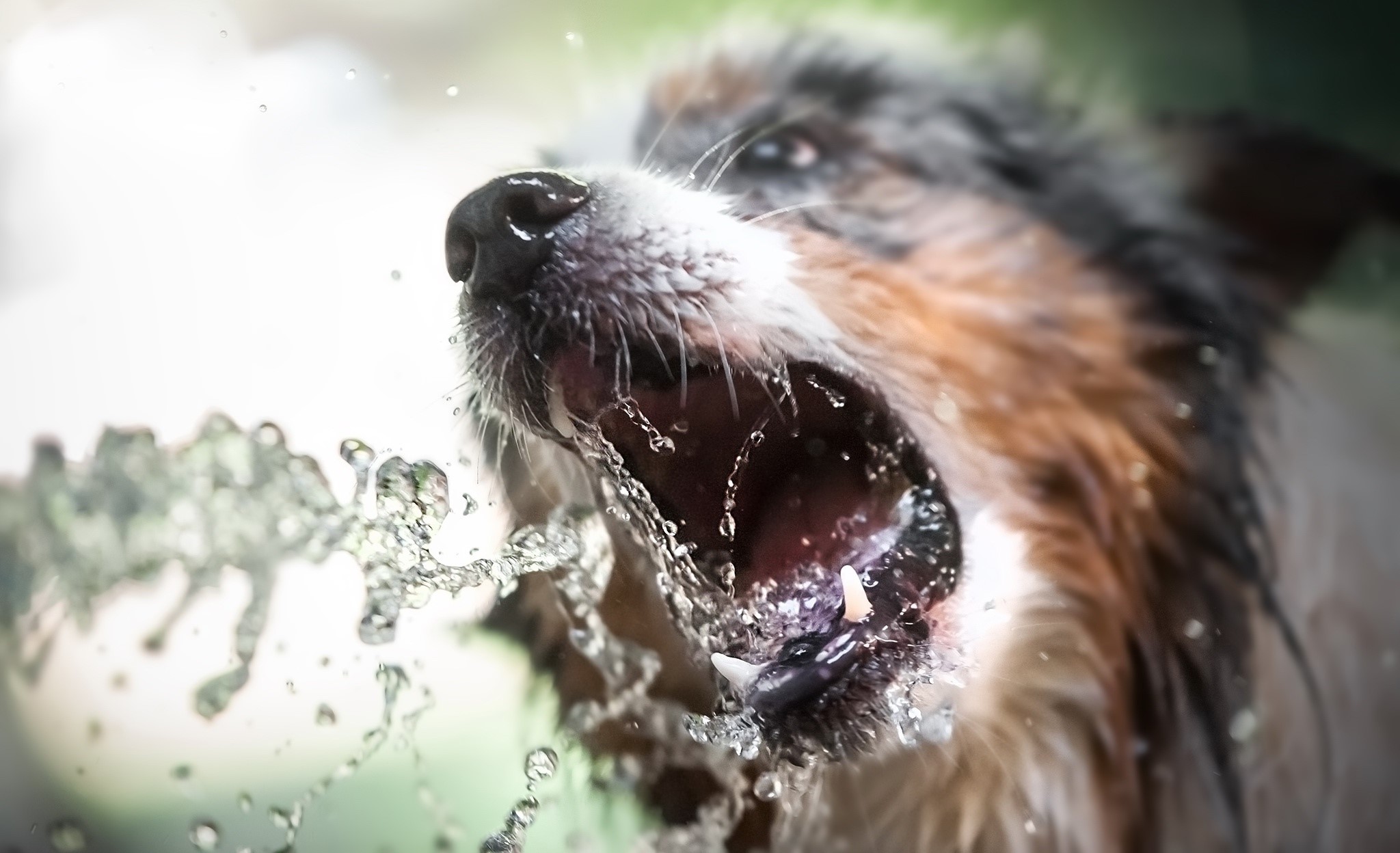 Dog drinking water from a fountain HD Wallpaper