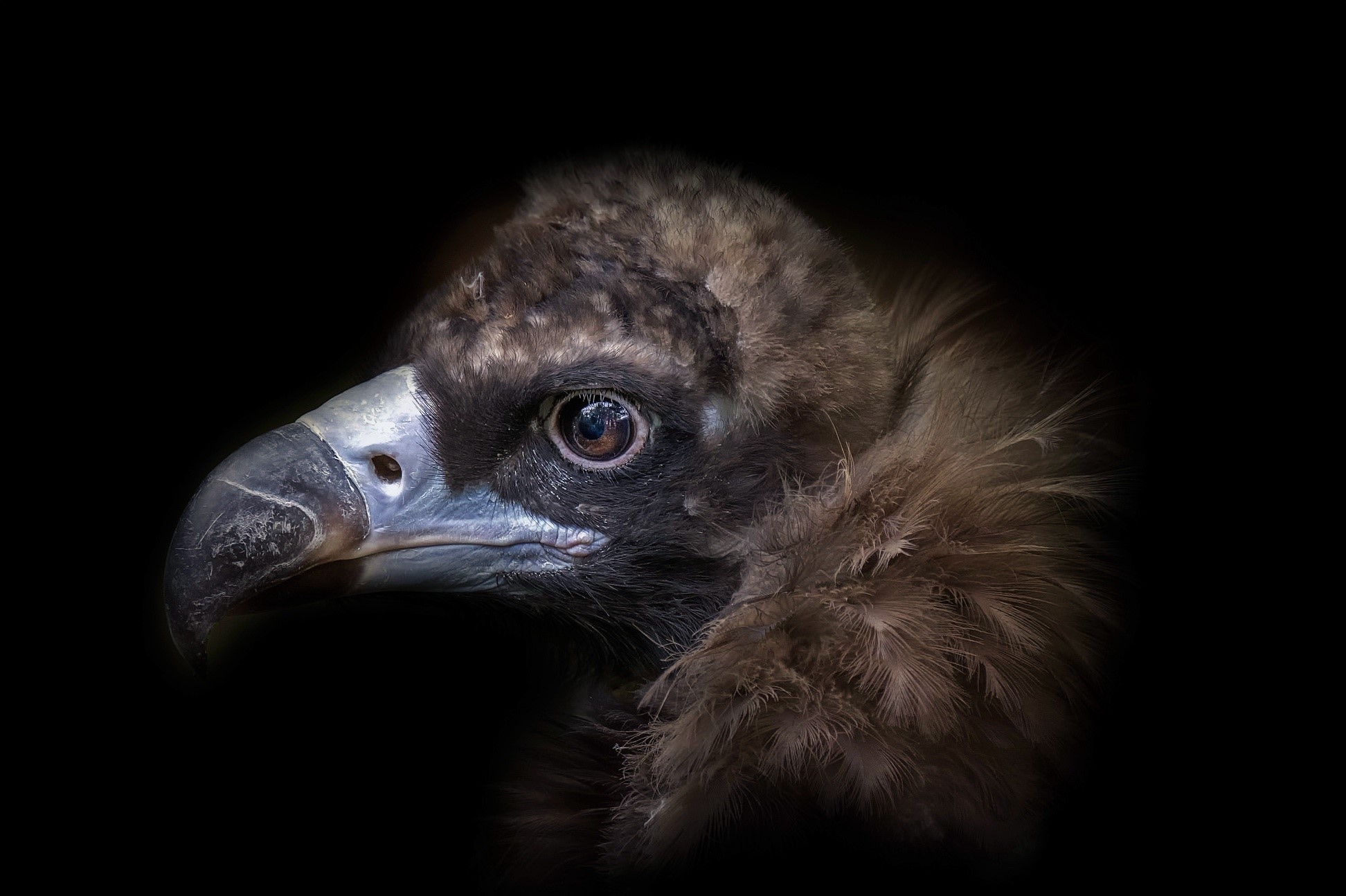 Close-up of a black vulture's head HD Wallpaper
