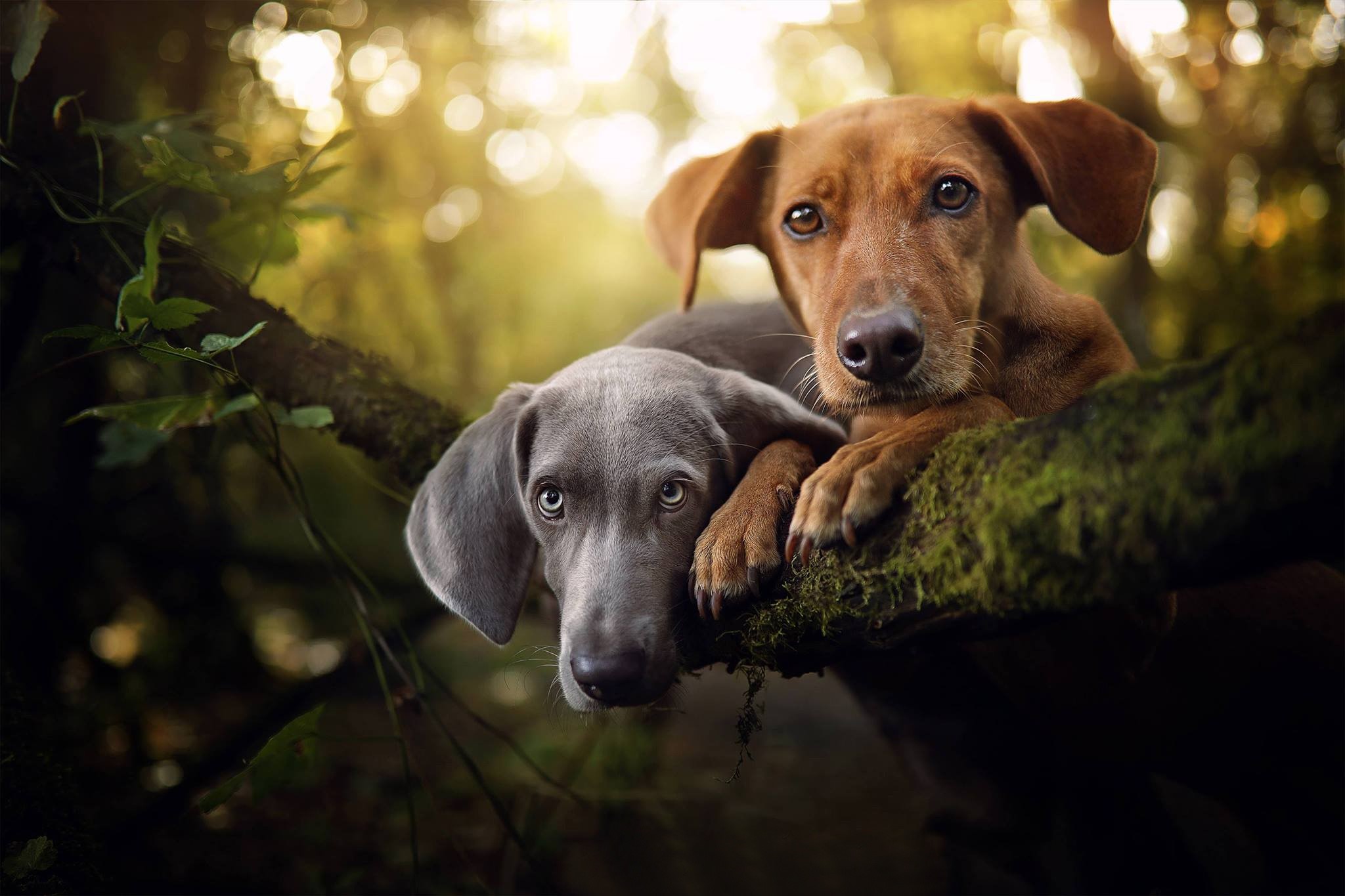 Two dogs resting on a mossy tree branch in a forest HD Wallpaper