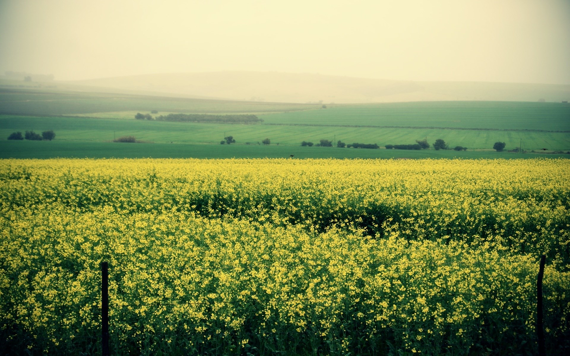 Field of yellow flowers with green hills HD Wallpaper