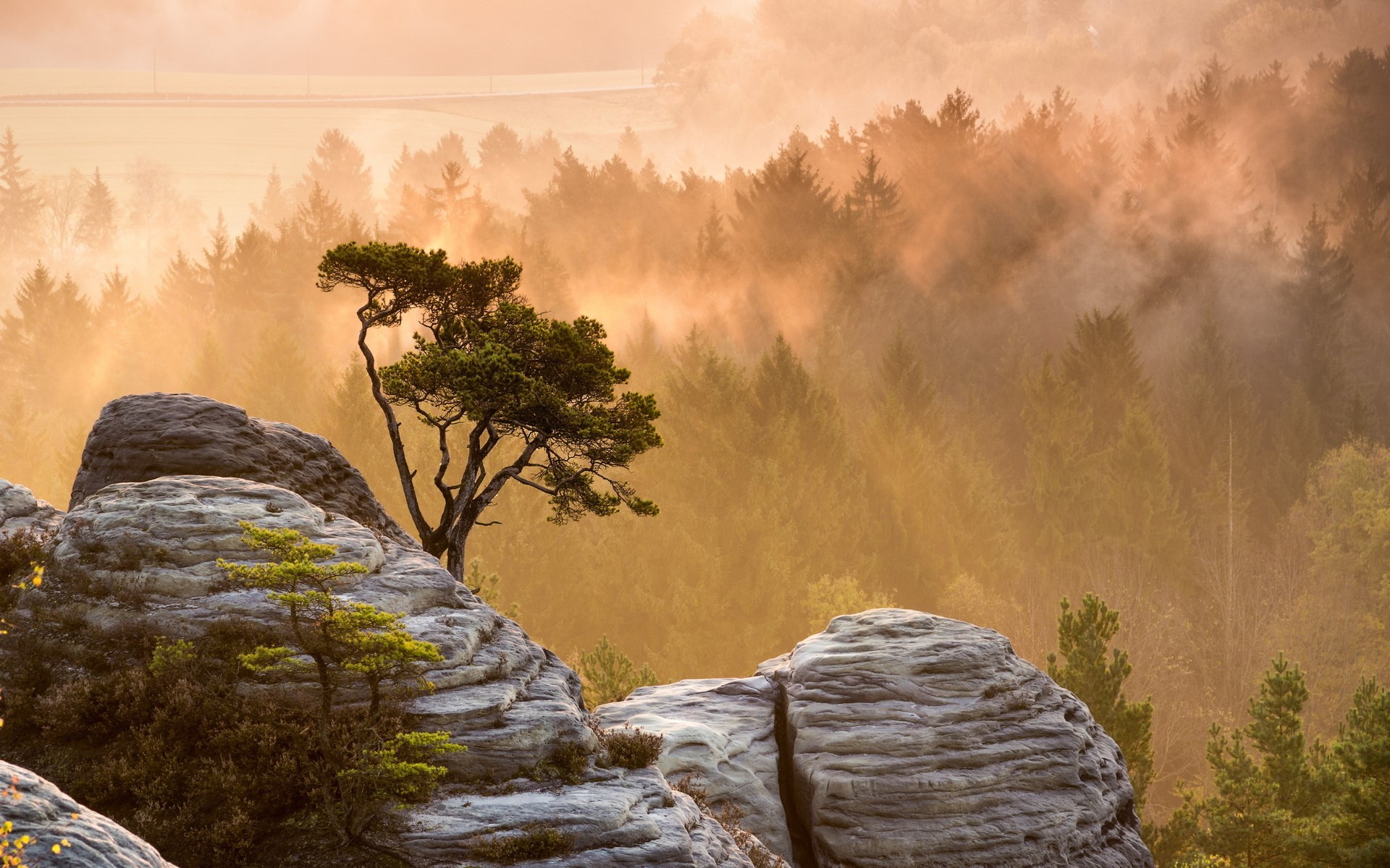 Misty forest with sunbeams over rocky terrain HD Wallpaper