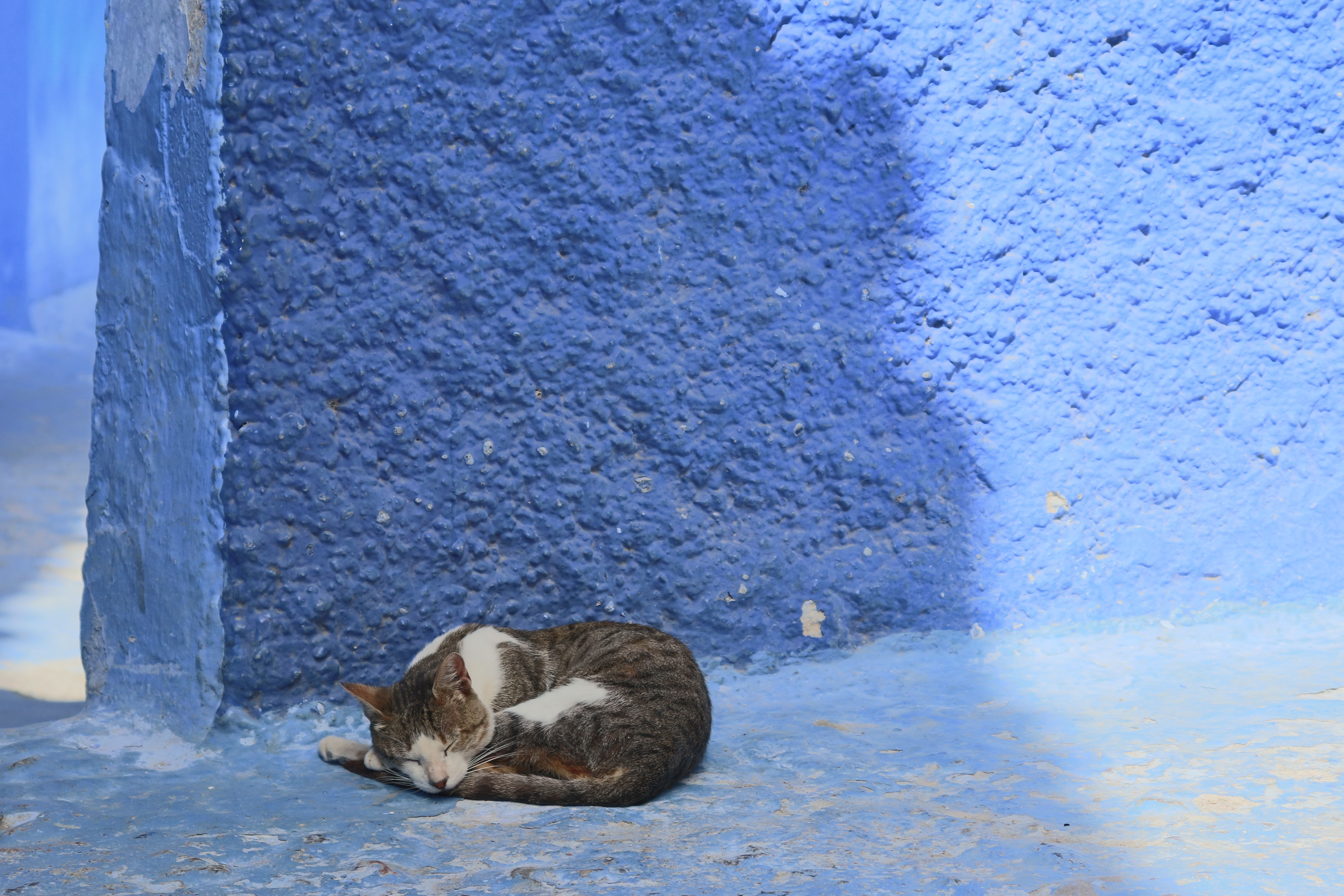 Cat sleeping on blue wall HD Wallpaper