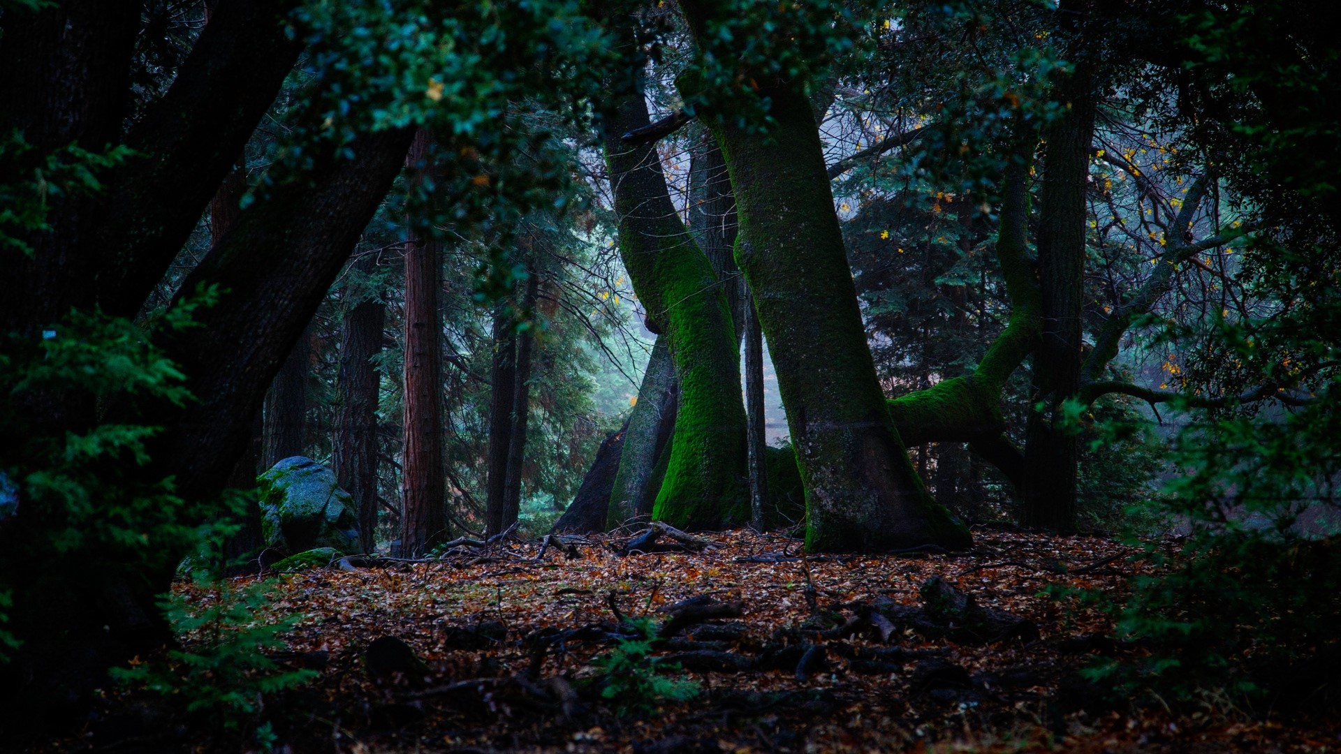 Moss-covered trees in a dark forest with fallen leaves HD Wallpaper