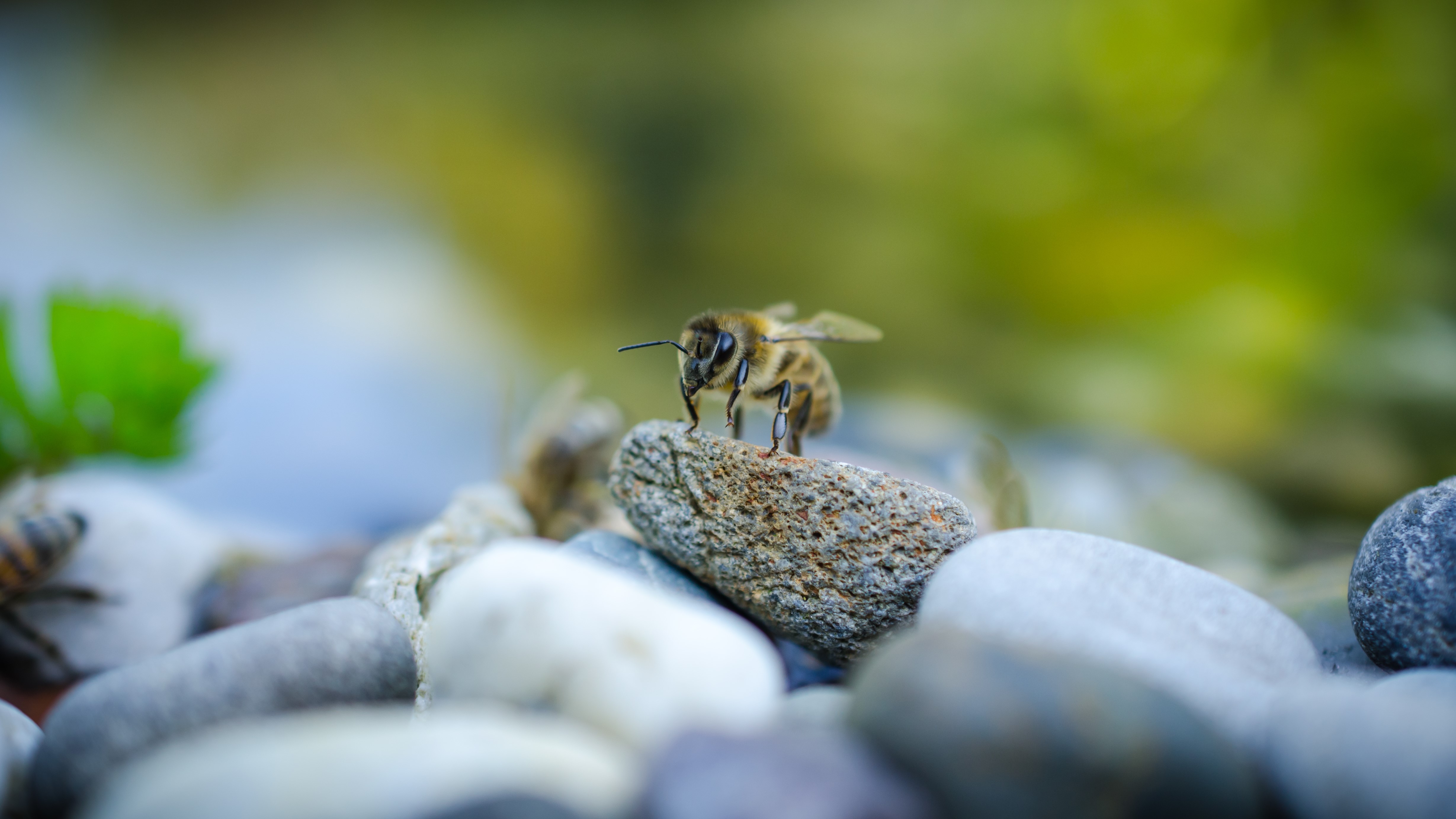Bee on a stone, macro photography HD Wallpaper