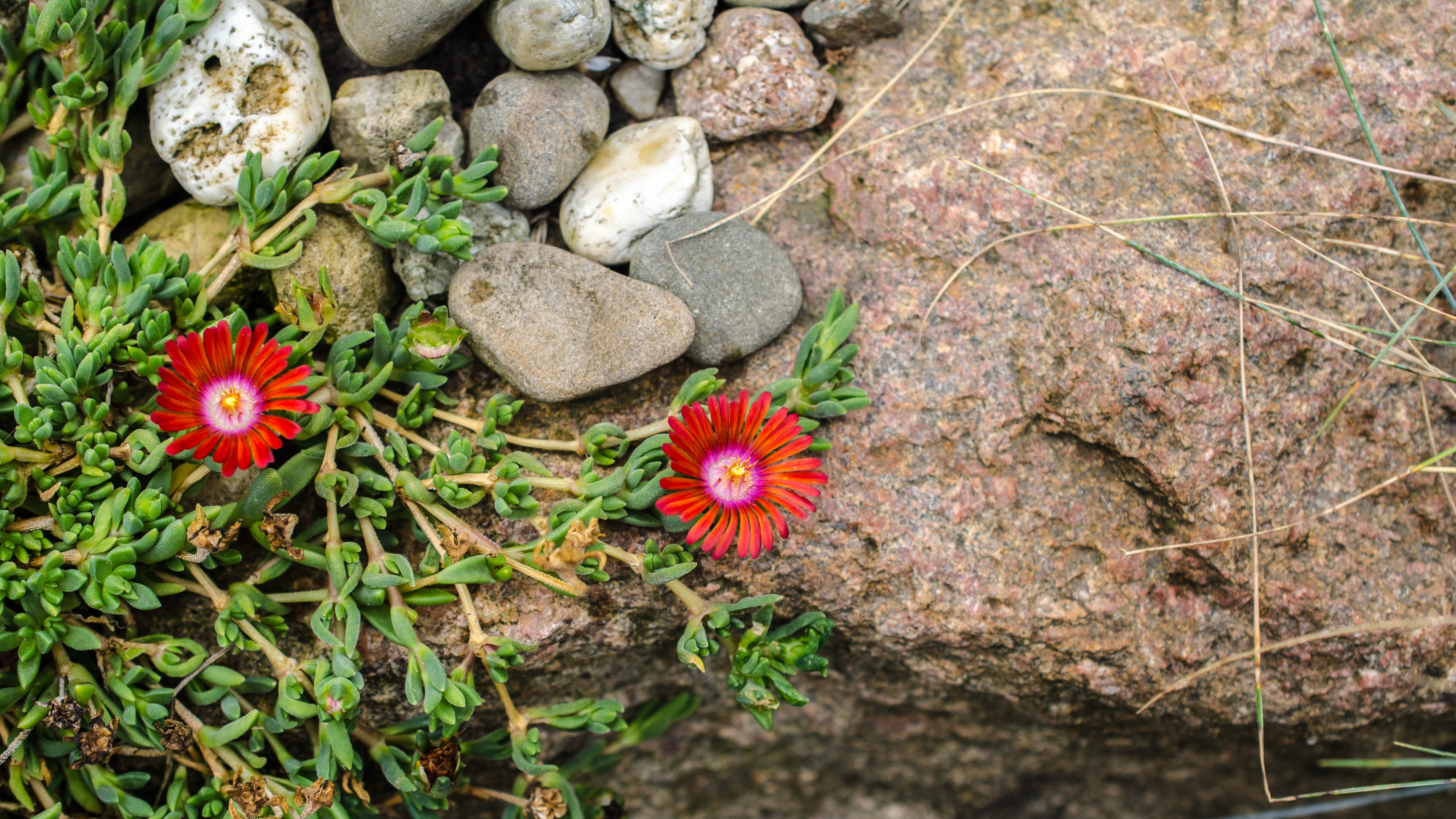 4K macro view of red flowers and stones HD Wallpaper