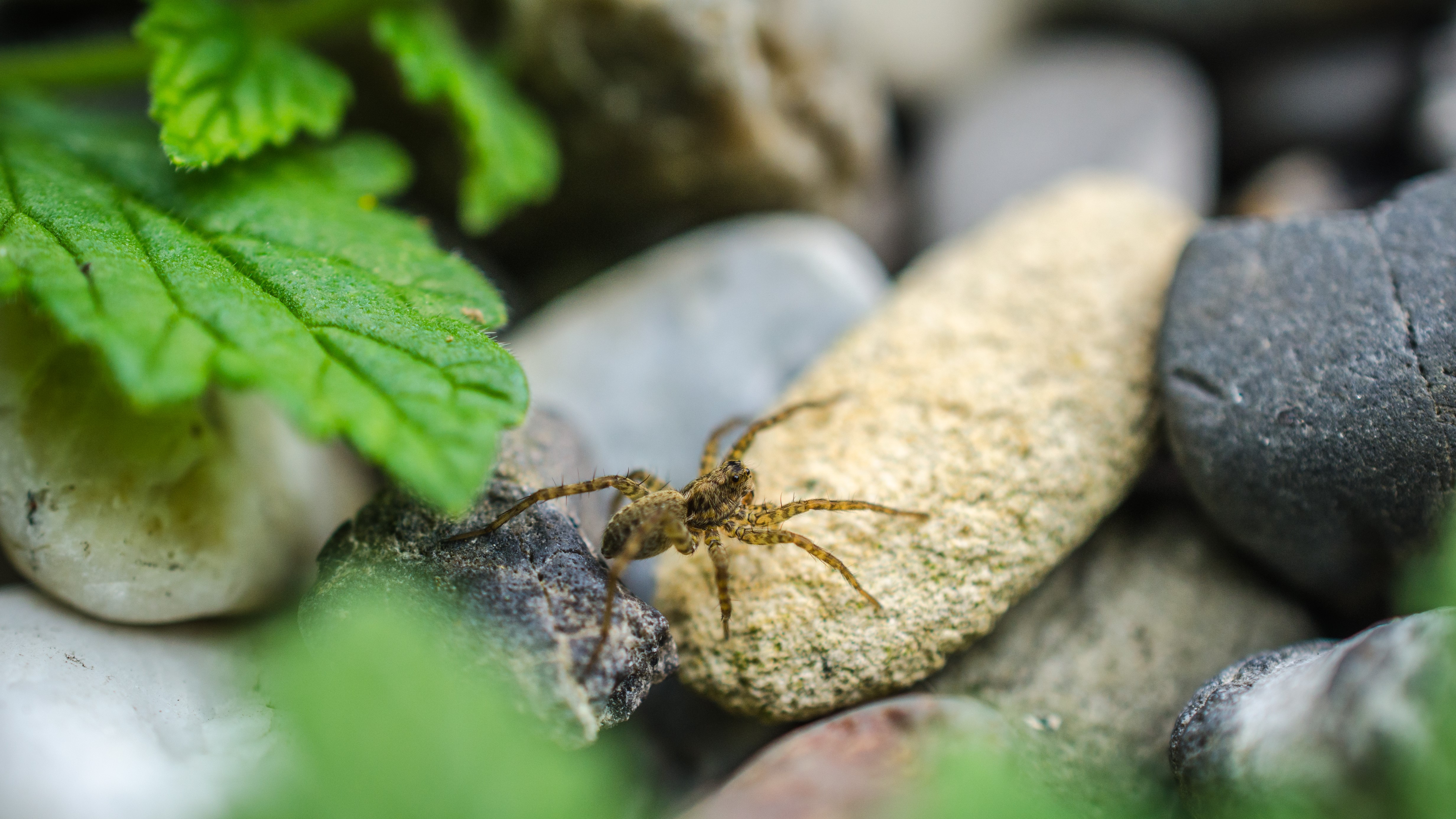 Spider on stones and leaves HD Wallpaper