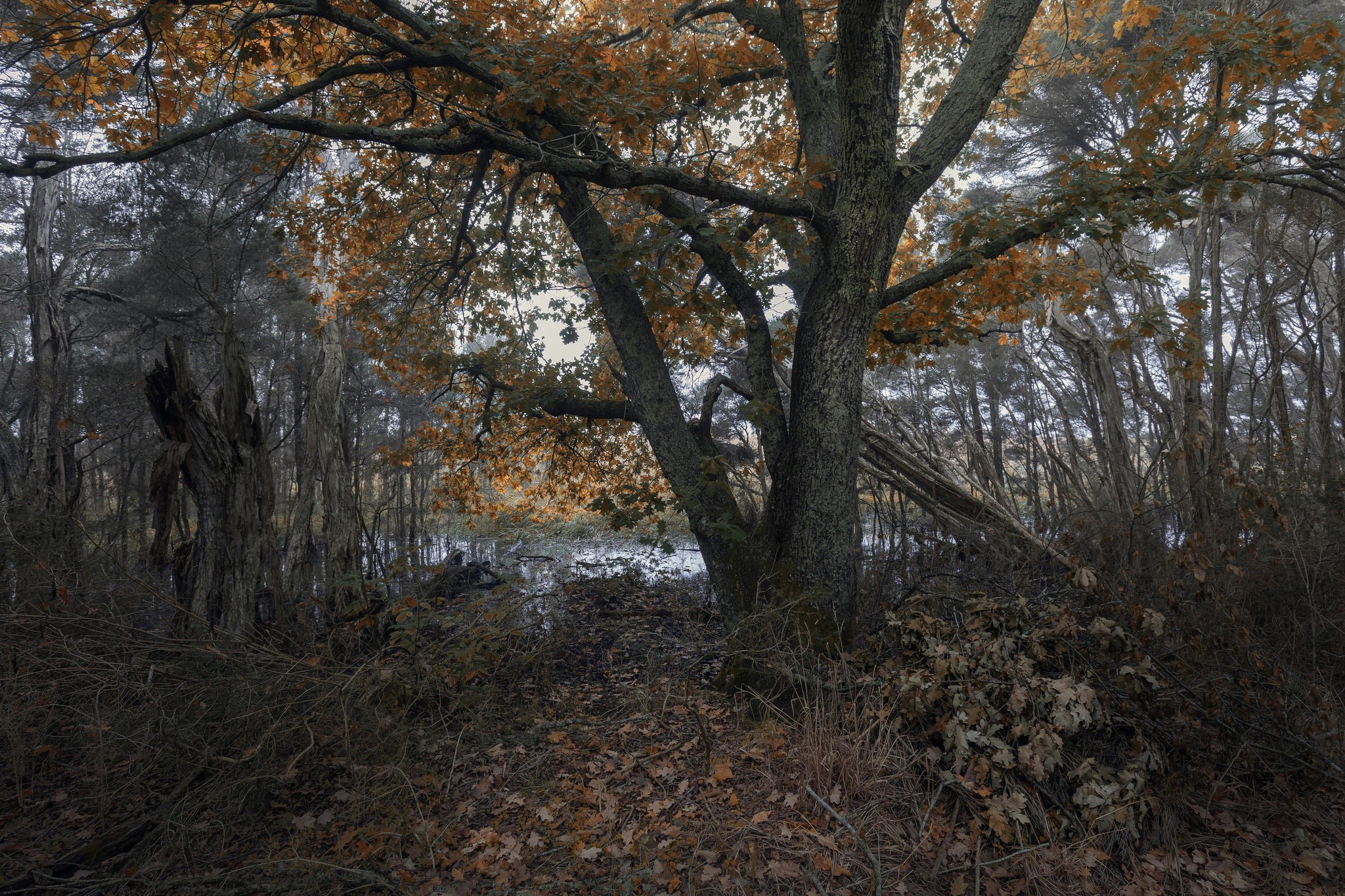 Autumn forest with a large oak tree and fallen leaves HD Wallpaper