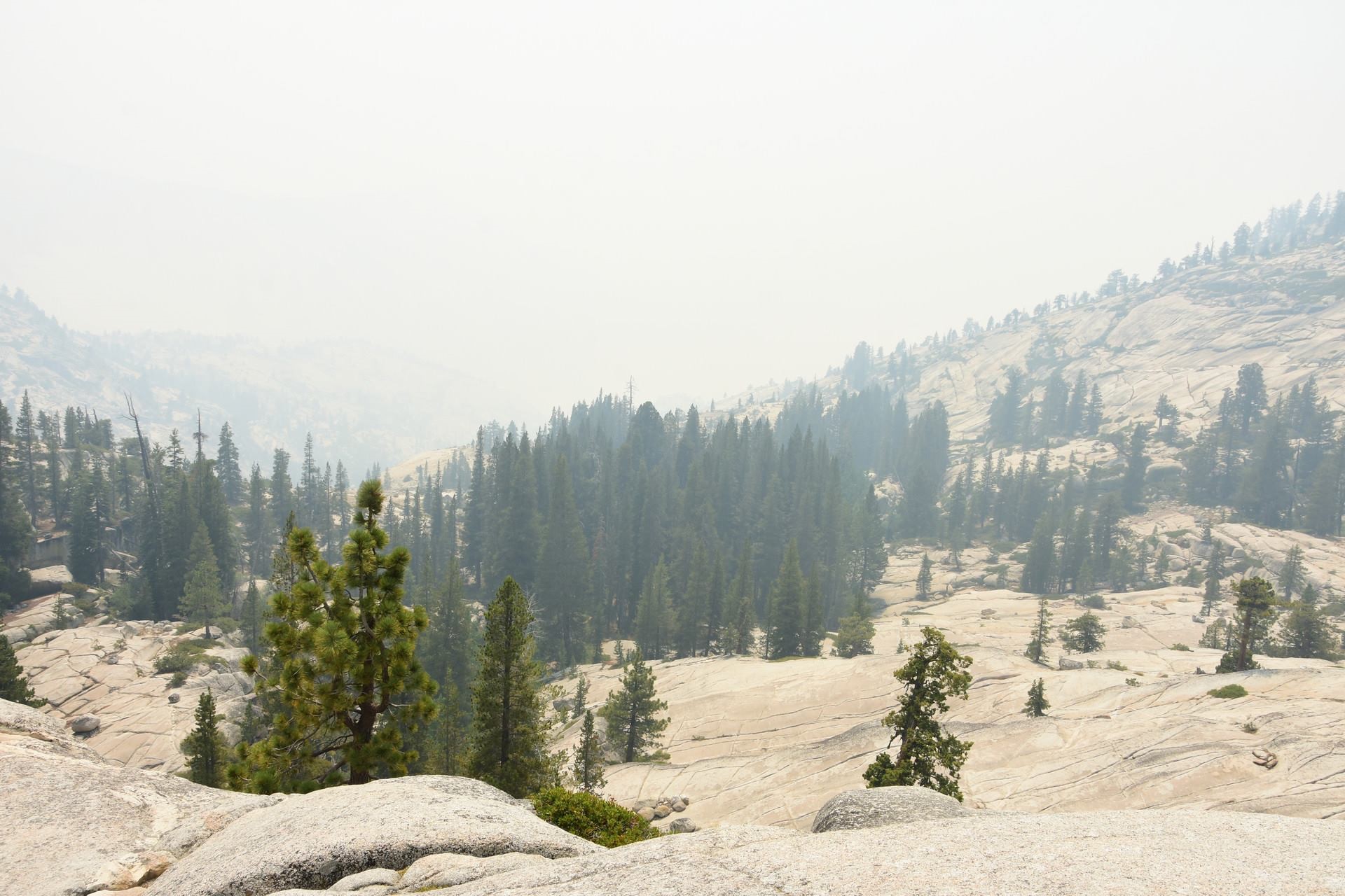 Yosemite National Park forest landscape with trees HD Wallpaper
