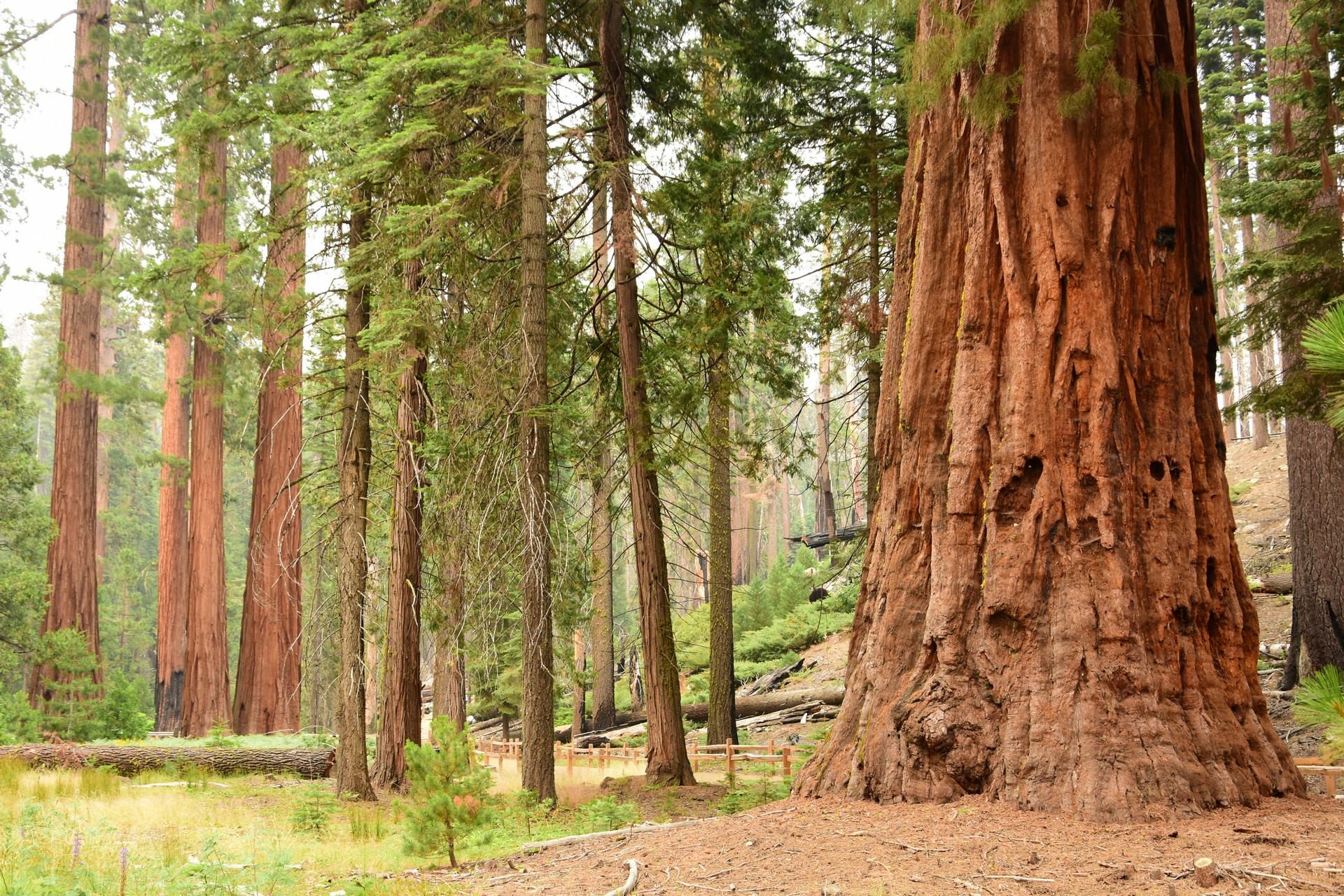 Giant Sequoia trees in a forest HD Wallpaper