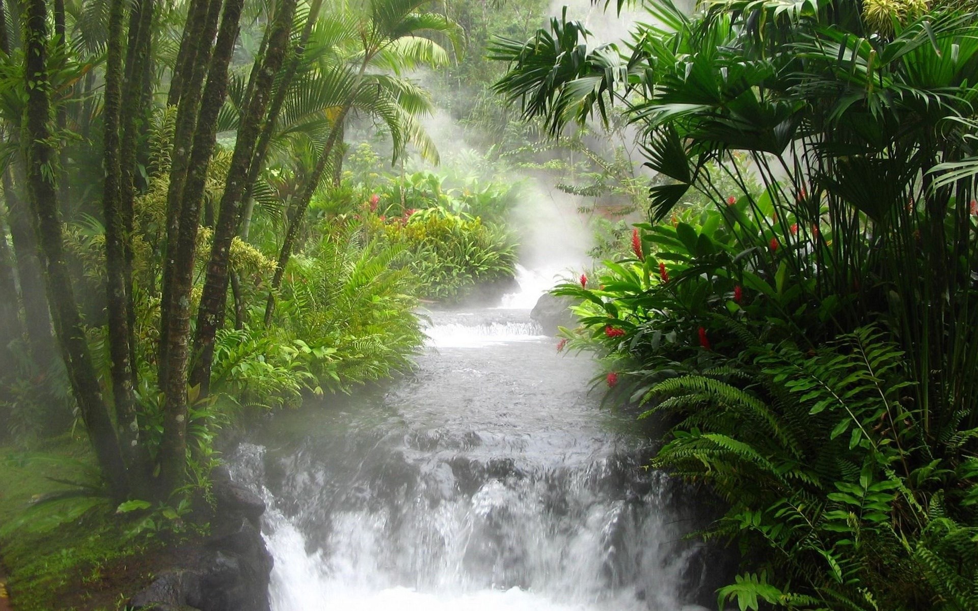 Steaming jungle stream with waterfalls and tropical plants HD Wallpaper
