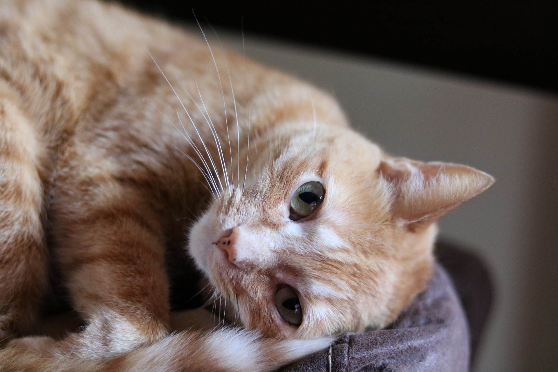 Orange tabby cat with green eyes lying down HD Wallpaper