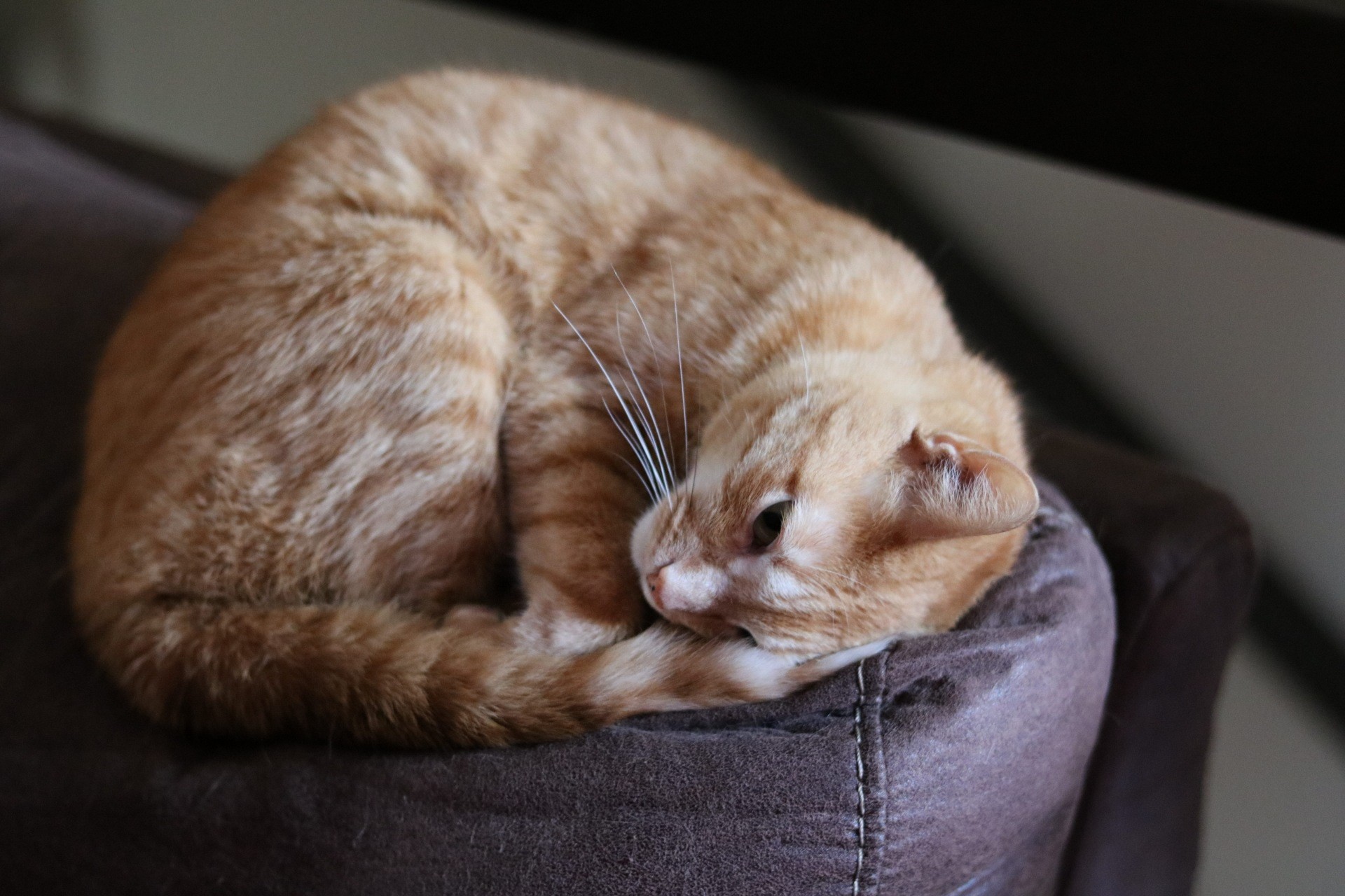 Orange tabby cat curled up on a brown cushion HD Wallpaper