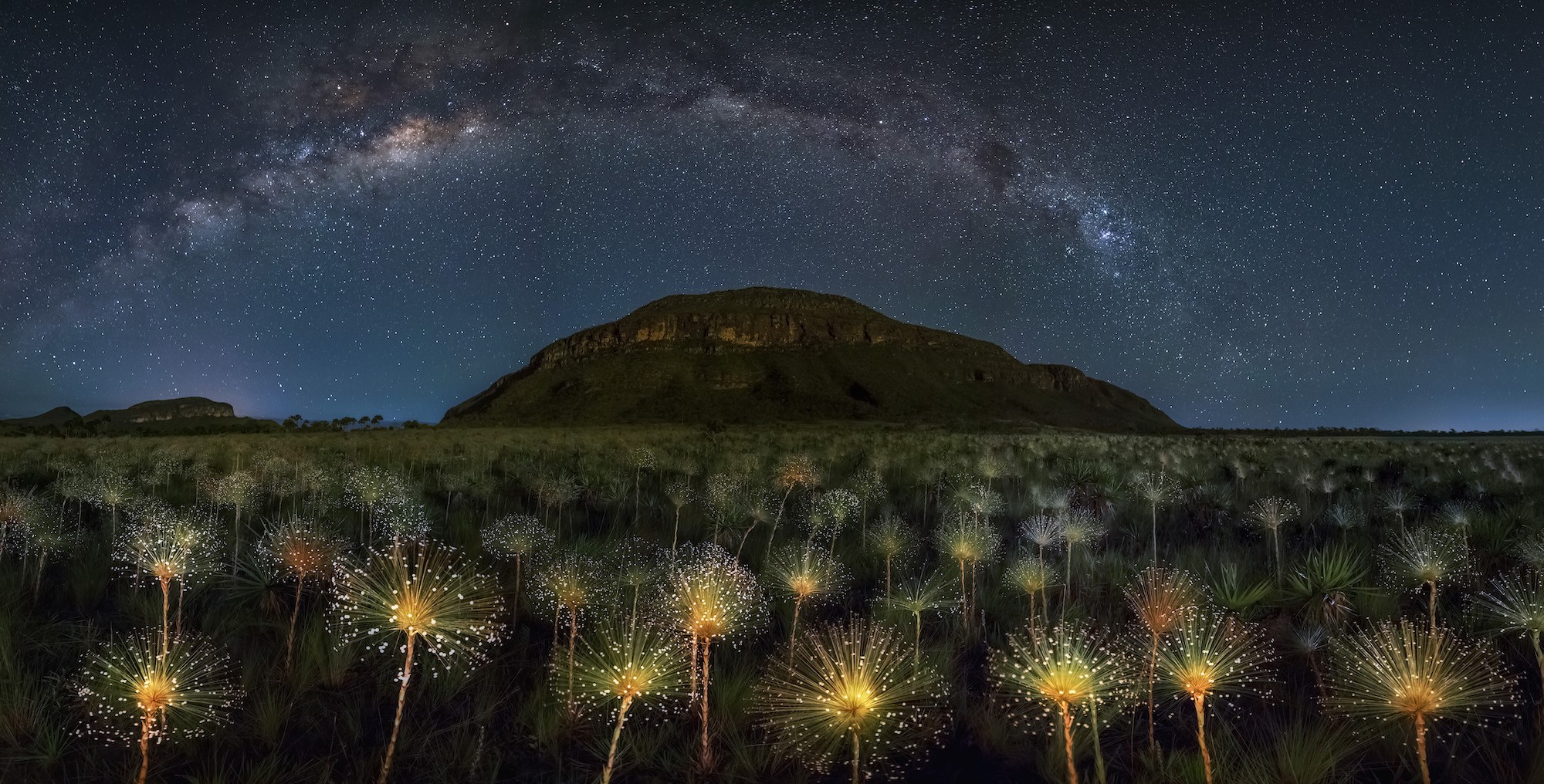 Milky Way over a field of glowing flowers and mountains HD Wallpaper
