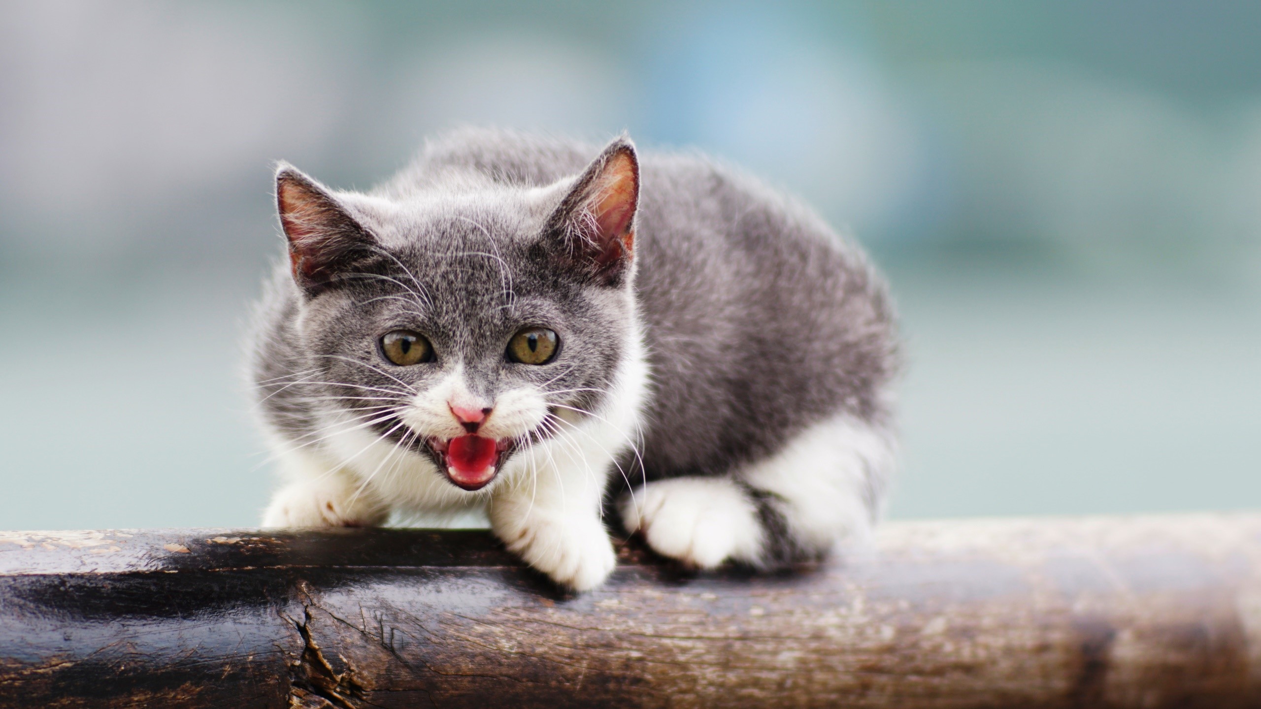 A grey and white kitten hissing on a wooden beam HD Wallpaper