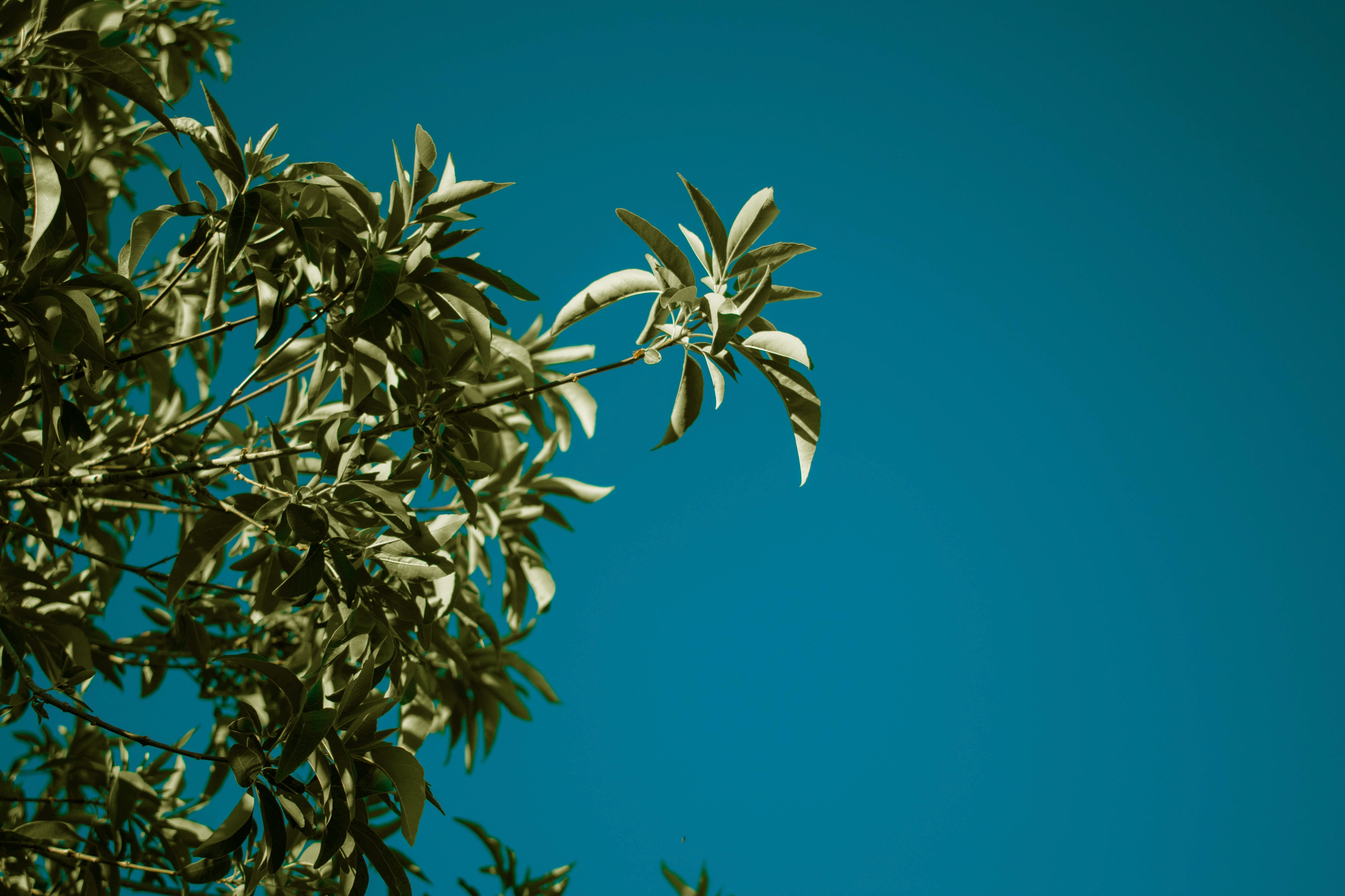 Plants and blue sky HD Wallpaper