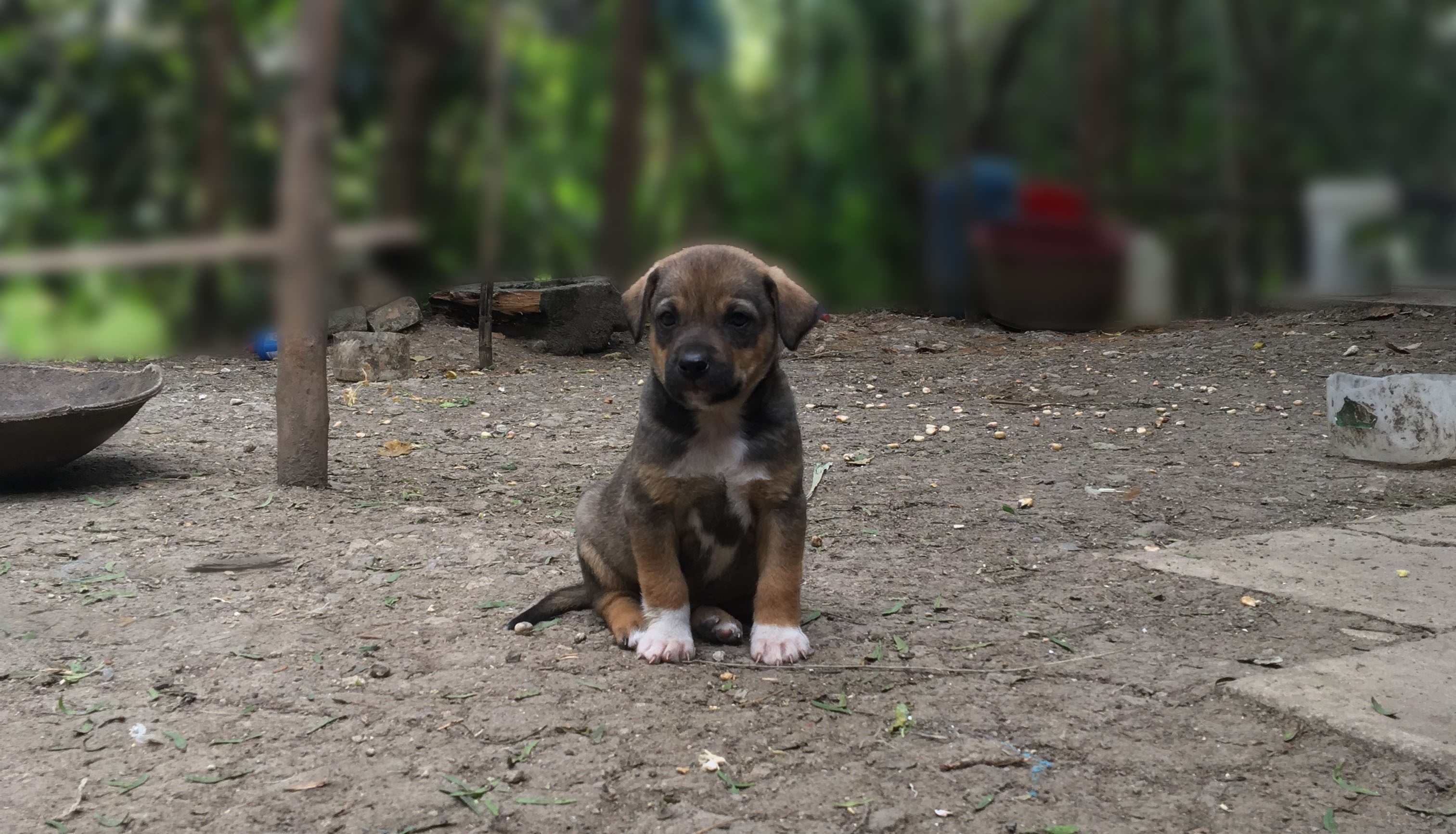 Puppy sitting on dirt ground outdoors HD Wallpaper