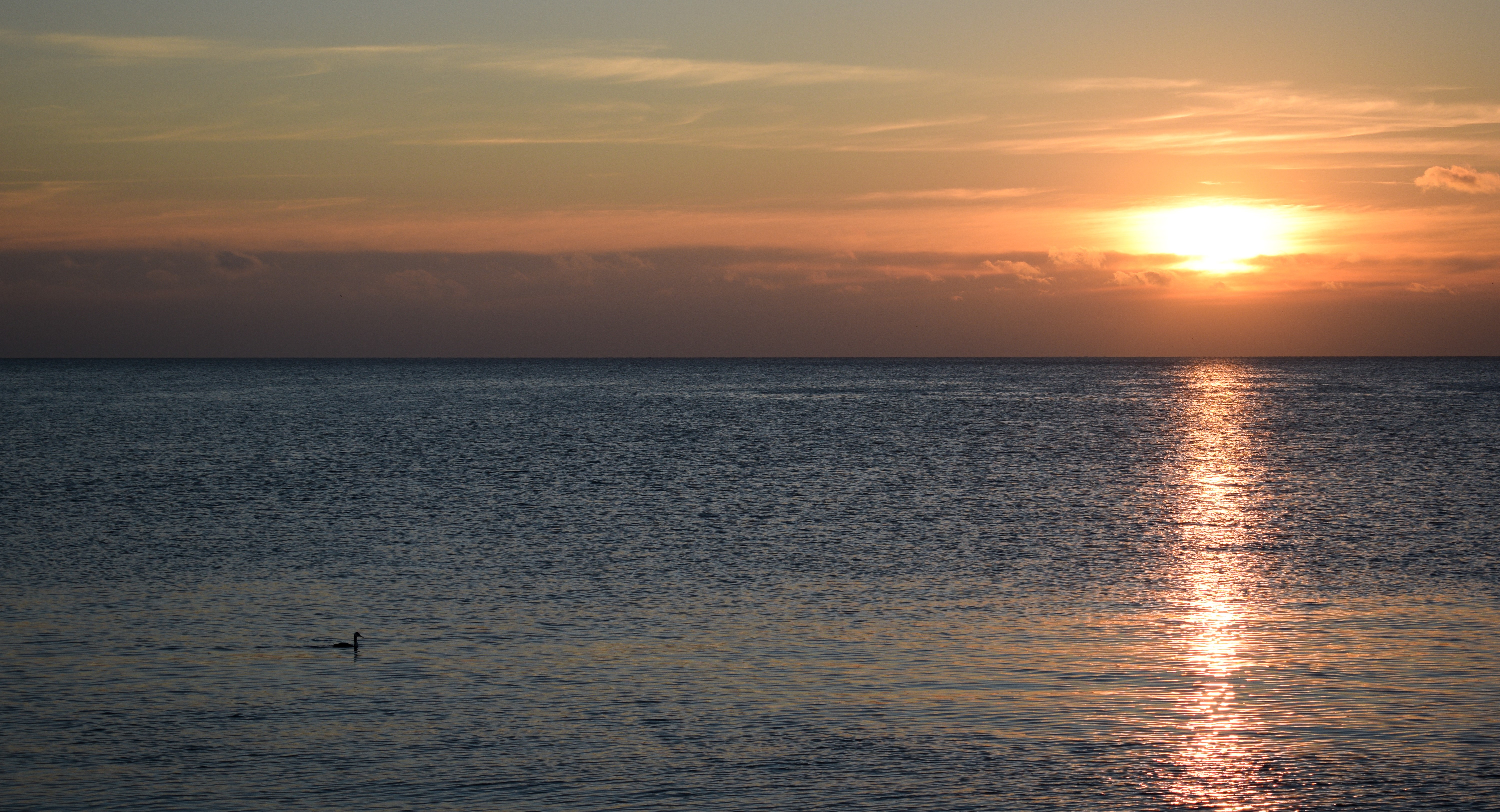 Sunset over the sea with a bird HD Wallpaper