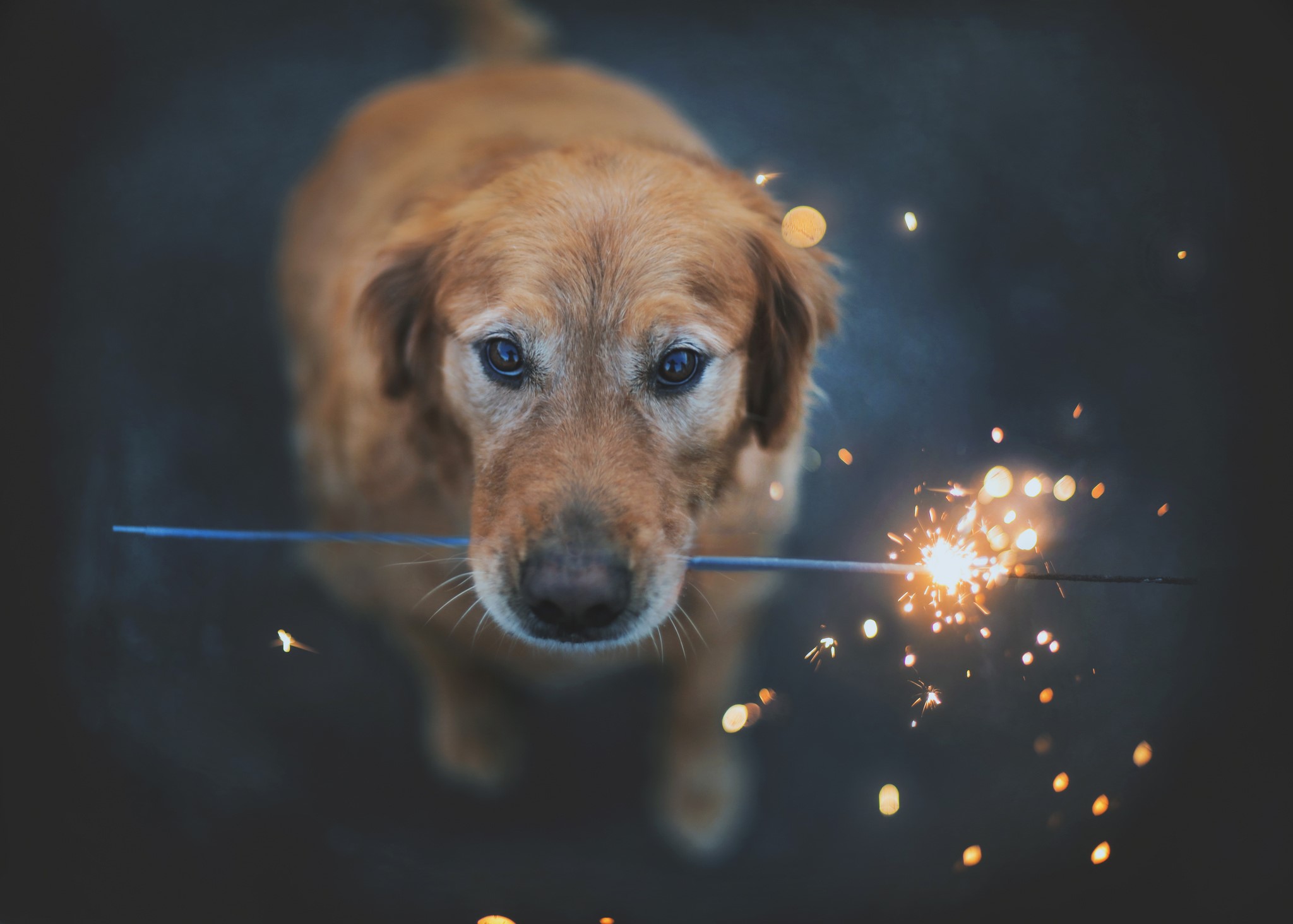 Golden Retriever holding a sparkler HD Wallpaper