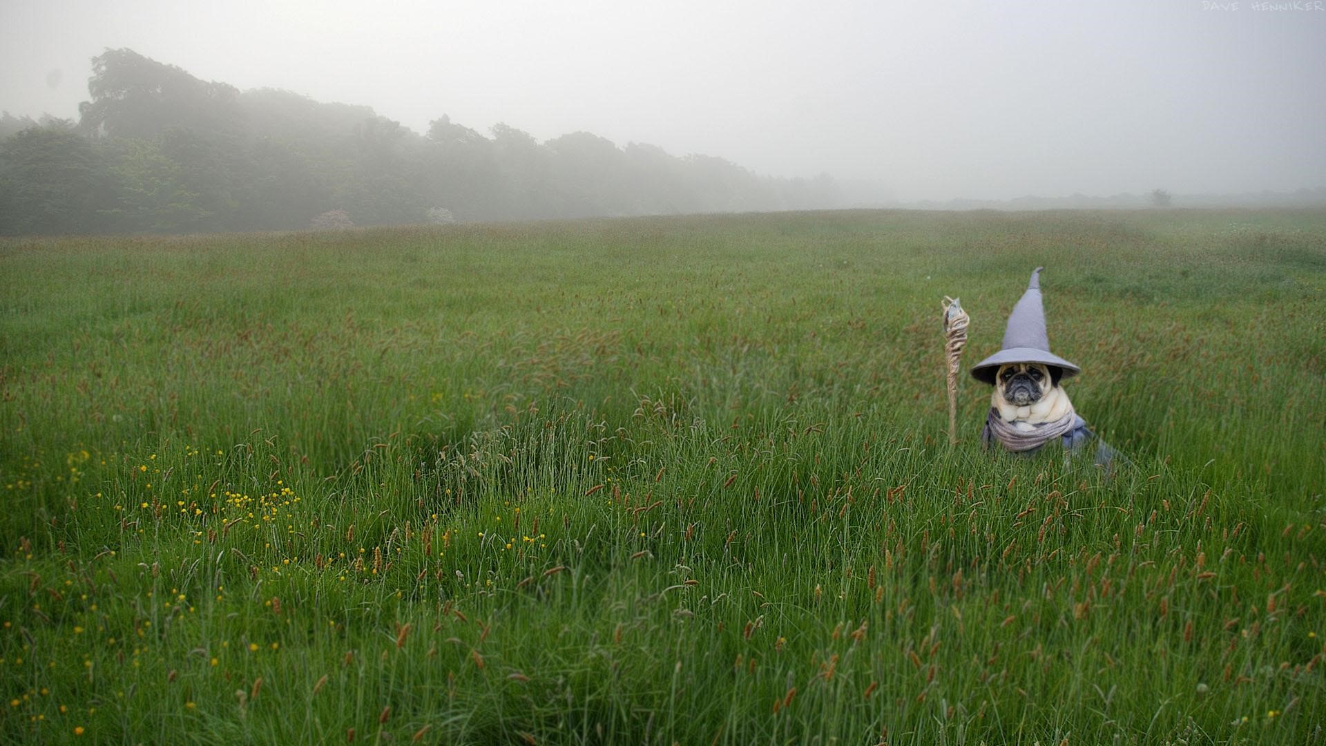 Pug dressed as Gandalf in a misty field HD Wallpaper