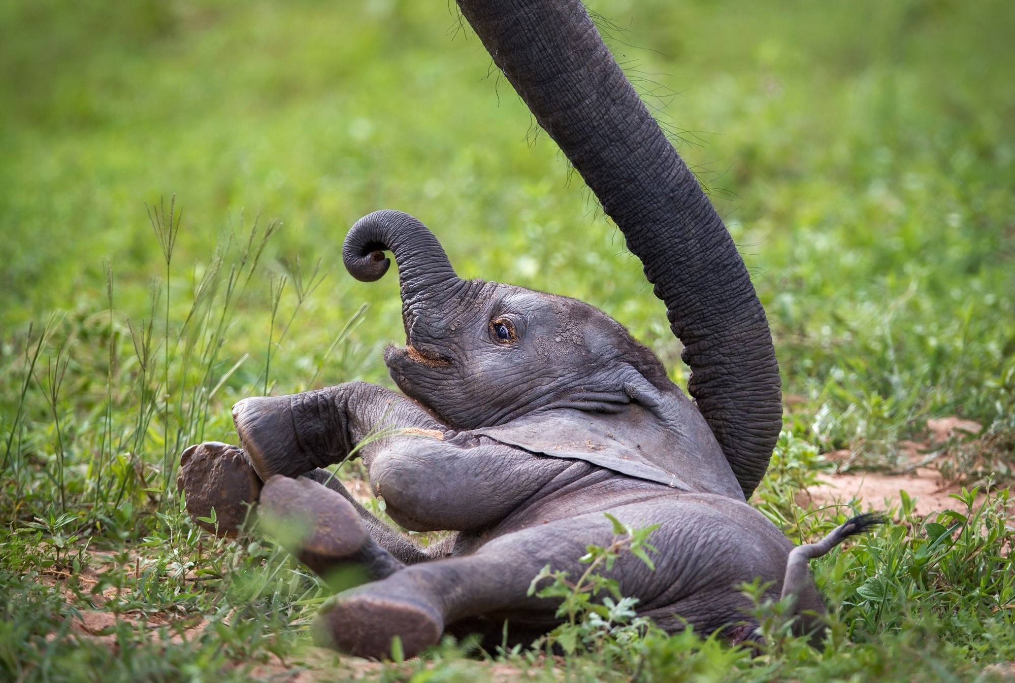 Baby elephant playing in grass with adult elephant trunk HD Wallpaper