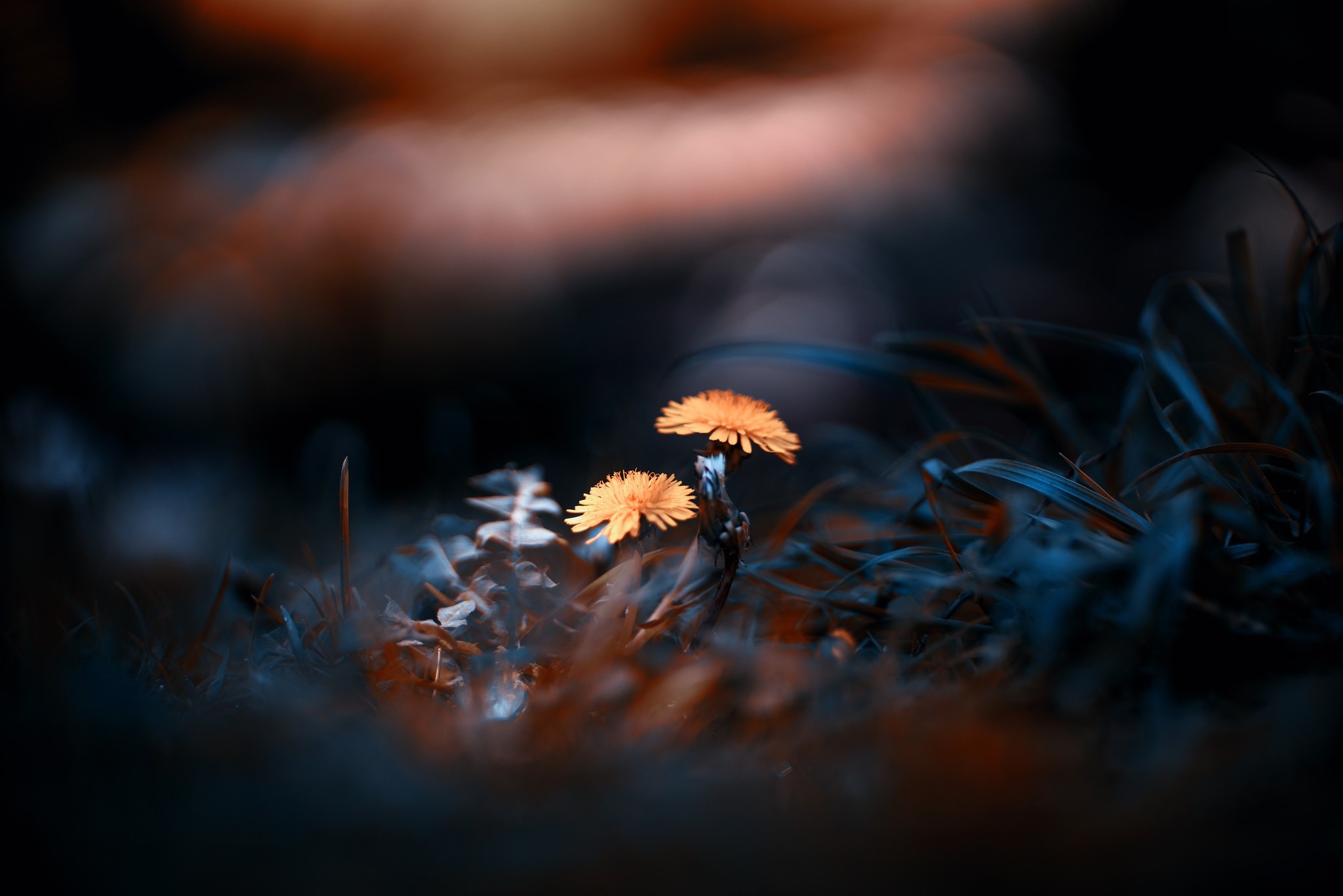 Two dandelions in a dark, moody setting HD Wallpaper