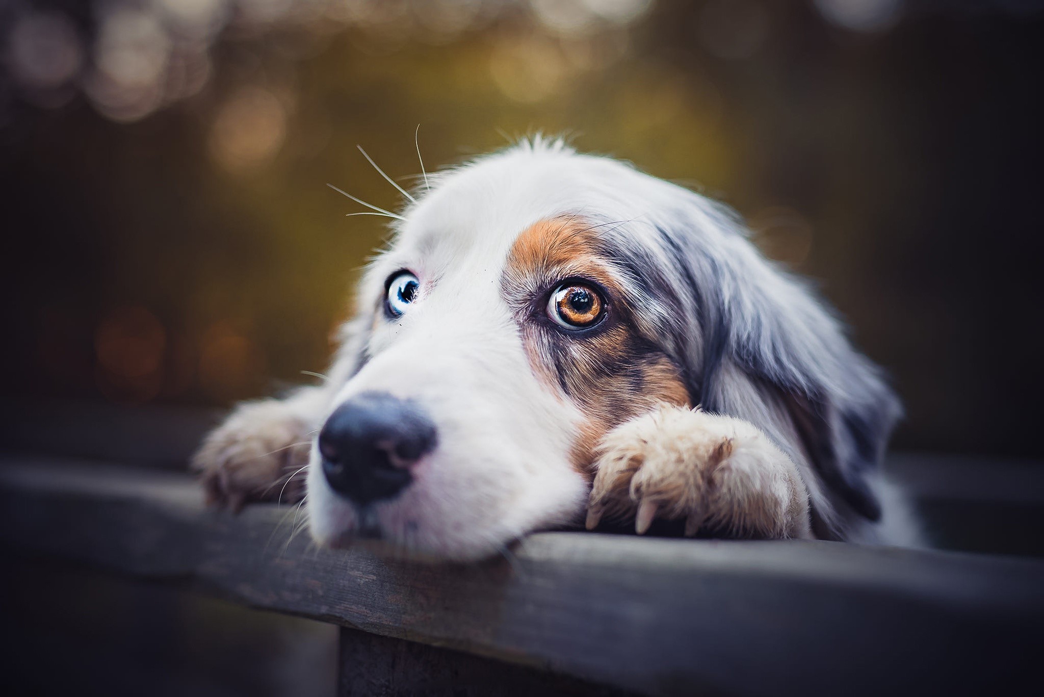 Dog with heterochromia resting on a wooden surface HD Wallpaper