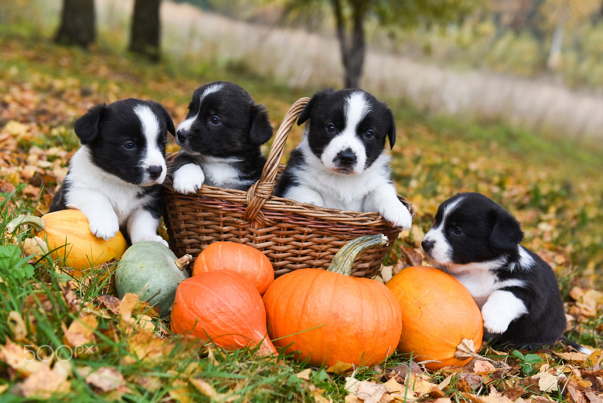 Border Collie puppies in a basket with pumpkins HD Wallpaper