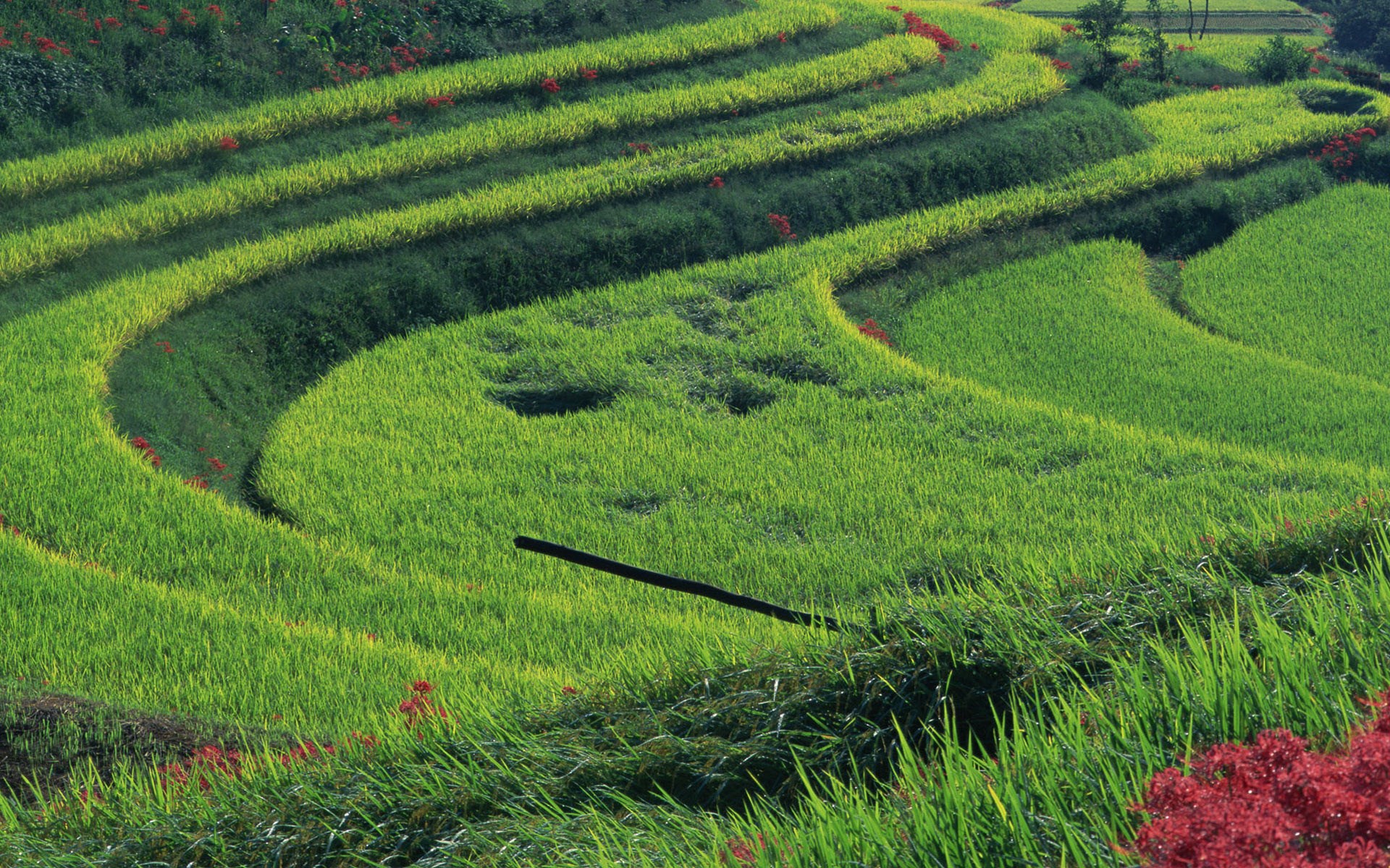 Terraced rice fields with red flowers HD Wallpaper