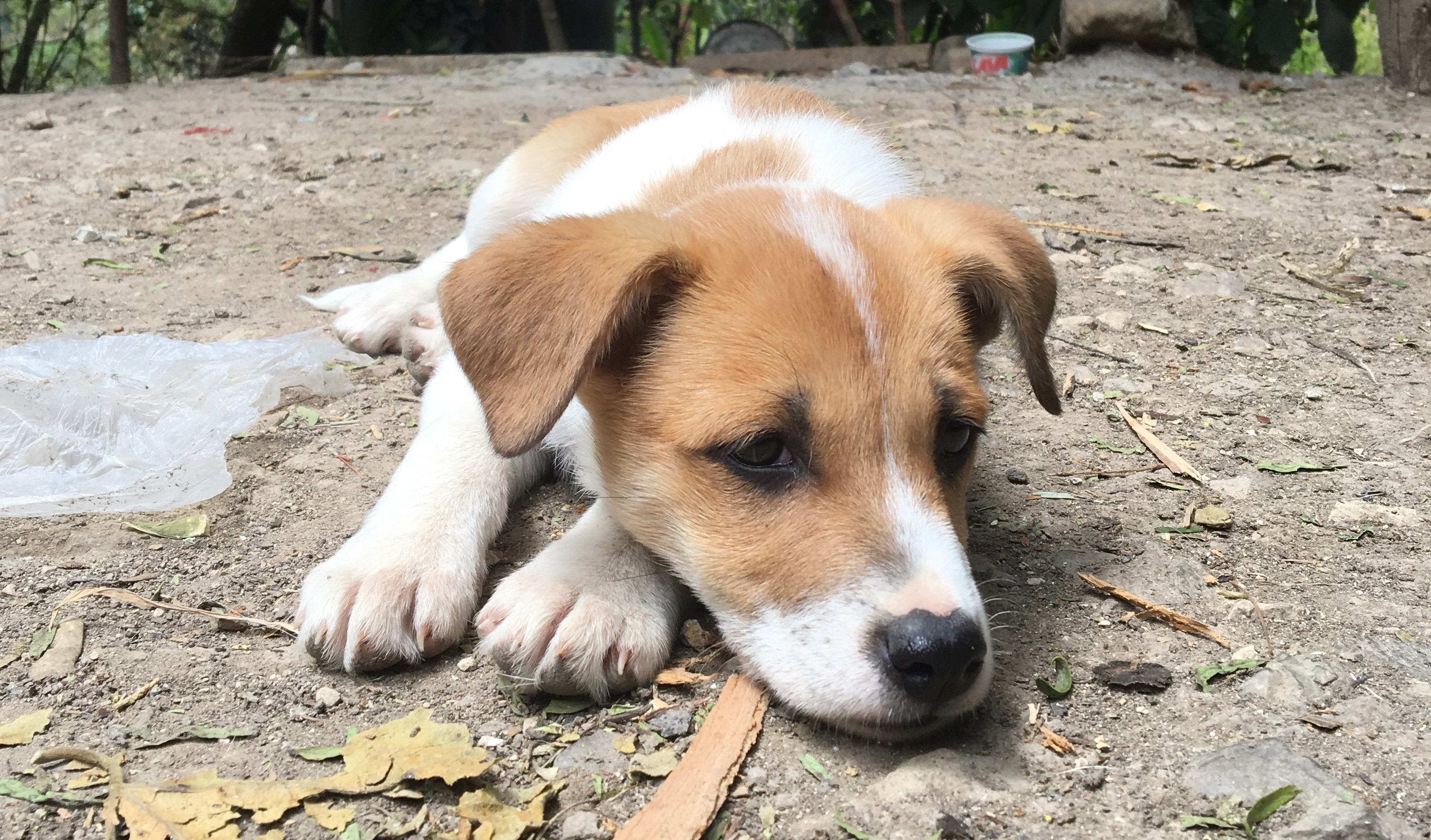 A brown and white puppy lying on the ground HD Wallpaper
