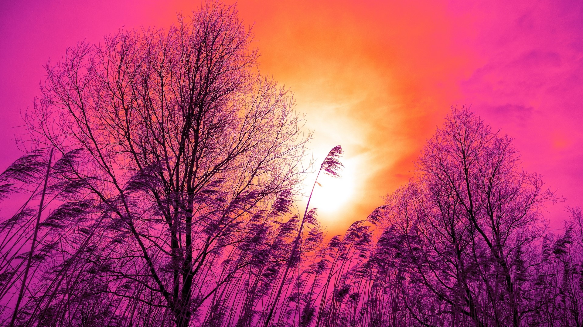 Bare trees and reeds against a pink and orange sky HD Wallpaper