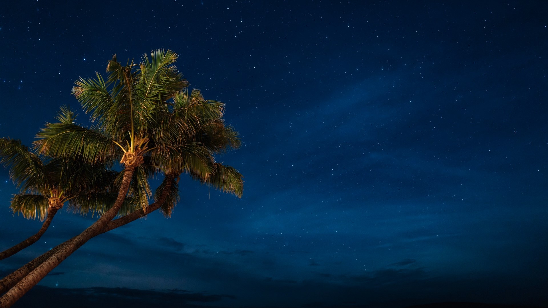 Palm trees under a starry night sky HD Wallpaper