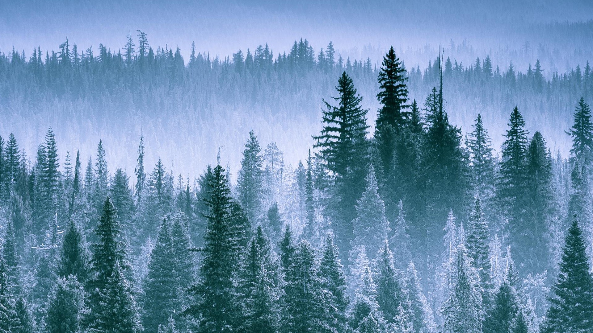 Misty forest landscape with evergreen trees HD Wallpaper