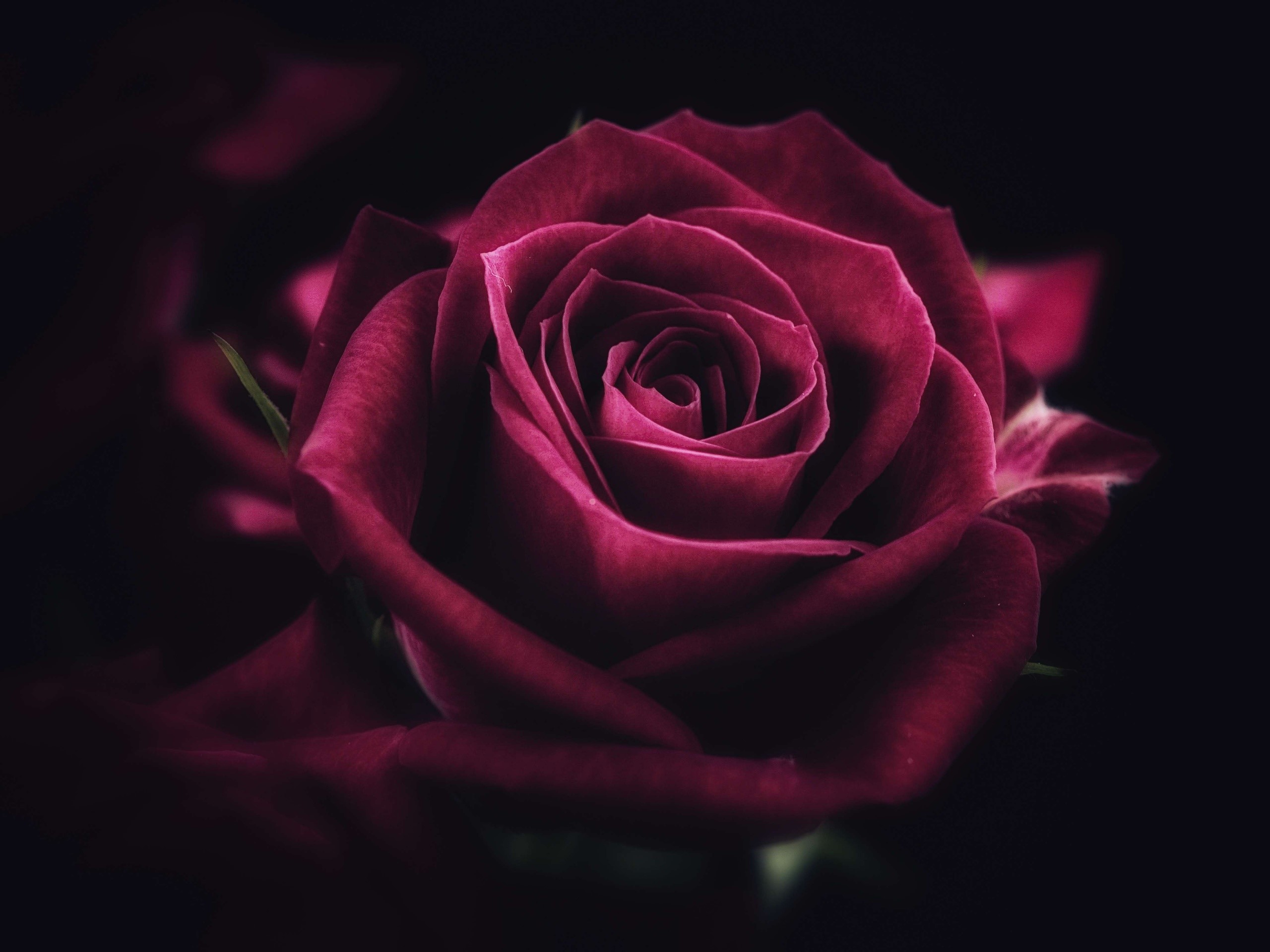 Close-up of a dark red rose HD Wallpaper