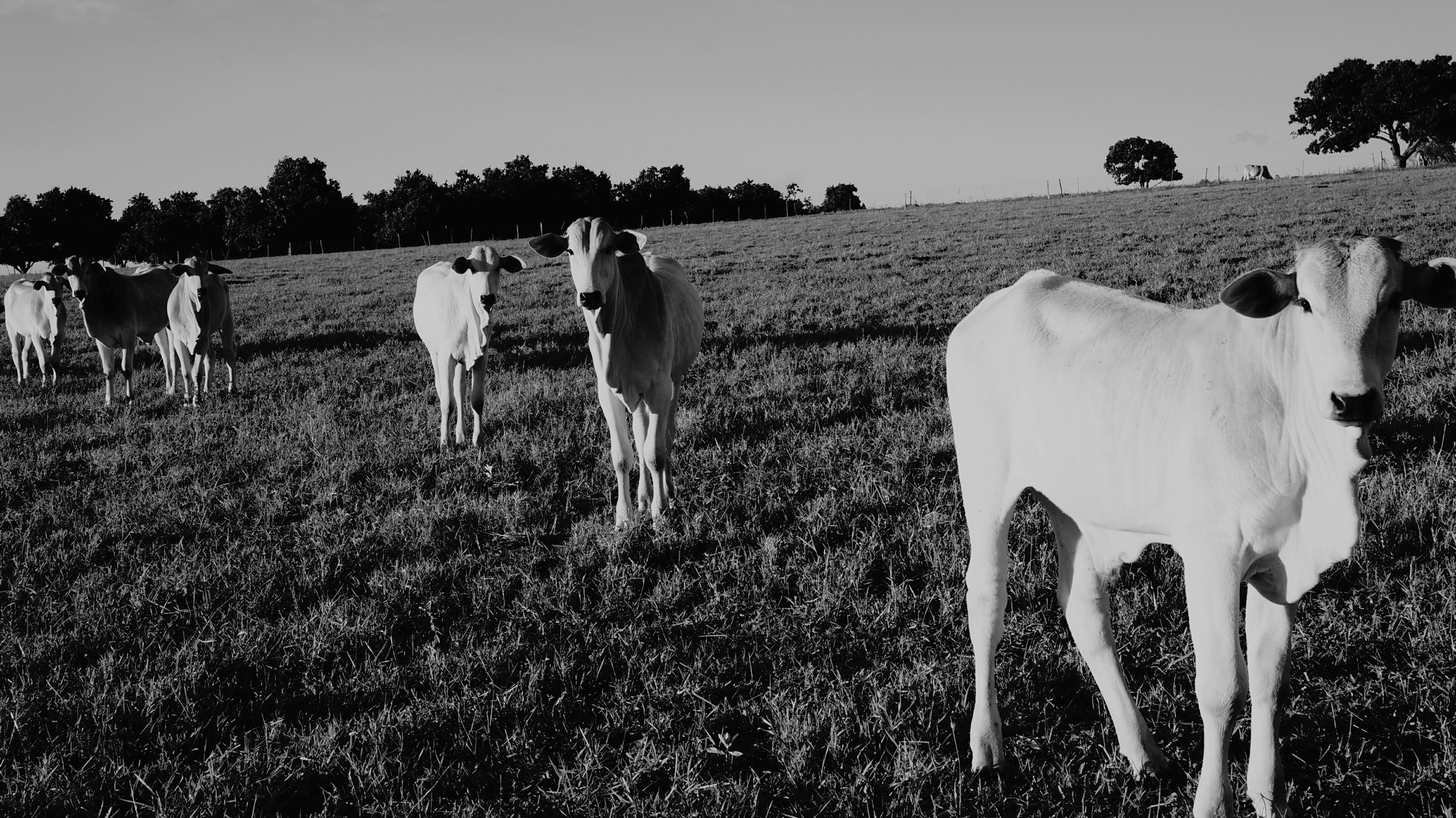 Cows in a grassy field HD Wallpaper