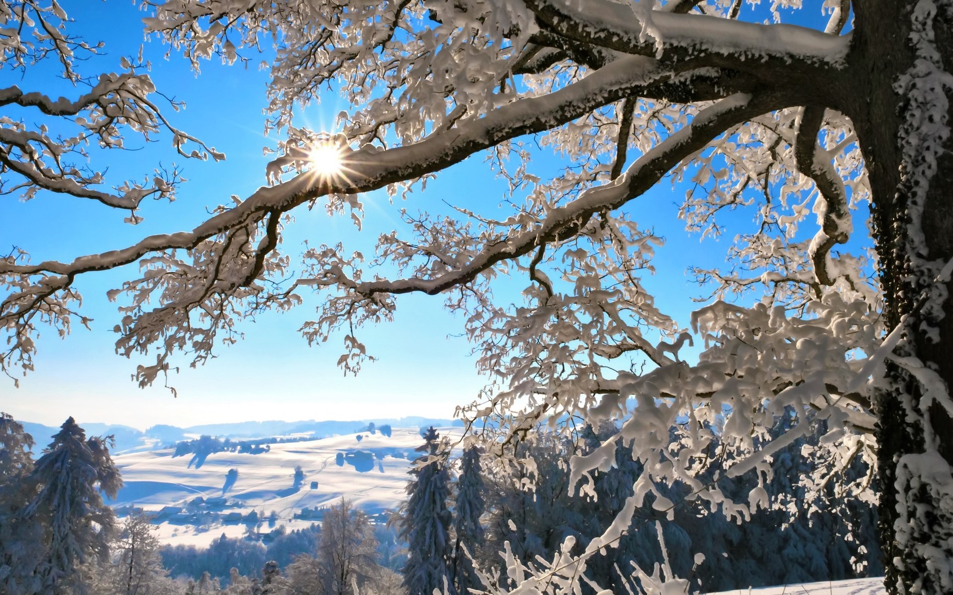 Snow-covered tree branches against a bright blue sky HD Wallpaper