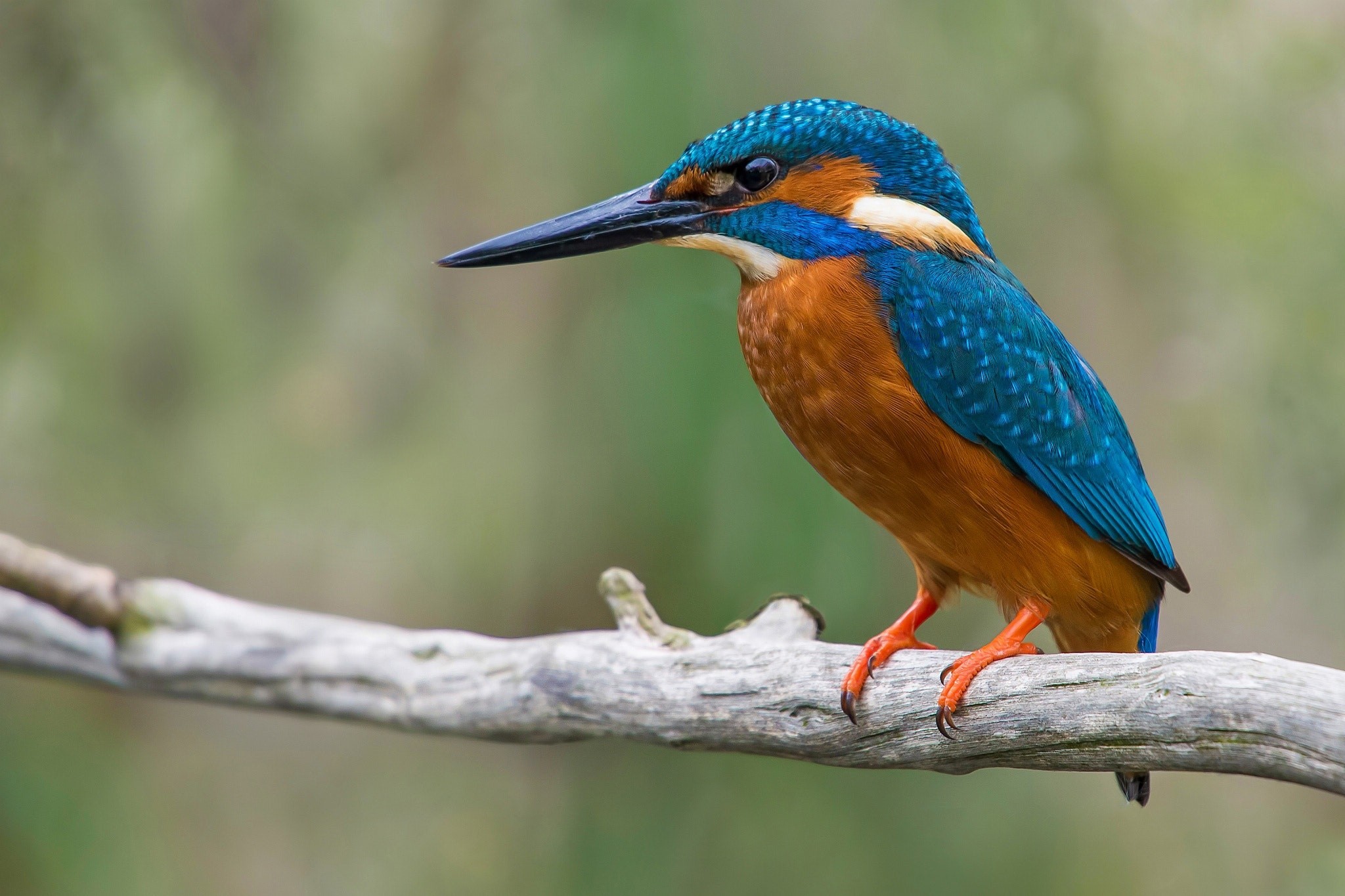 Common kingfisher perched on a branch HD Wallpaper