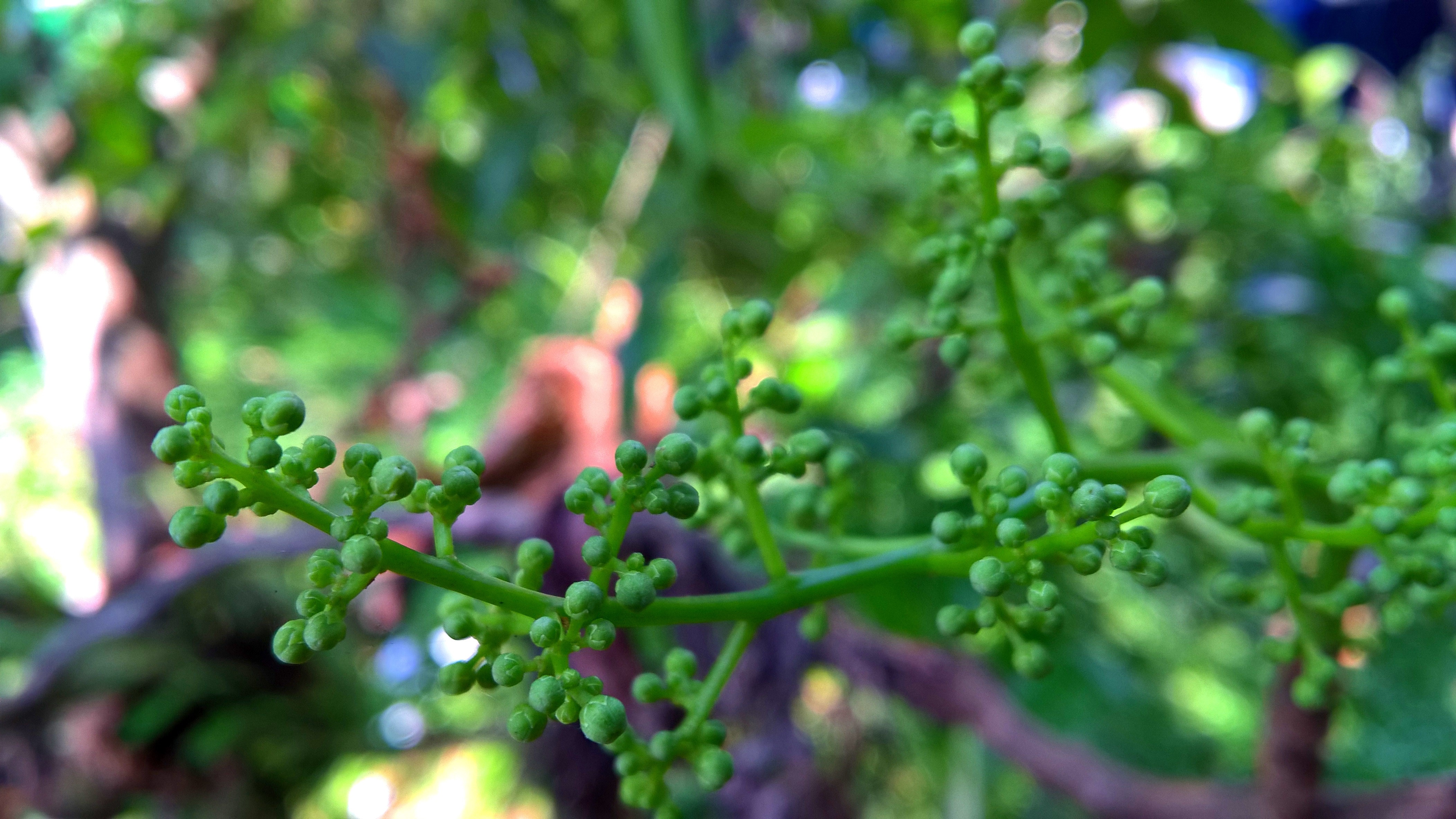 Green flower buds on a branch HD Wallpaper
