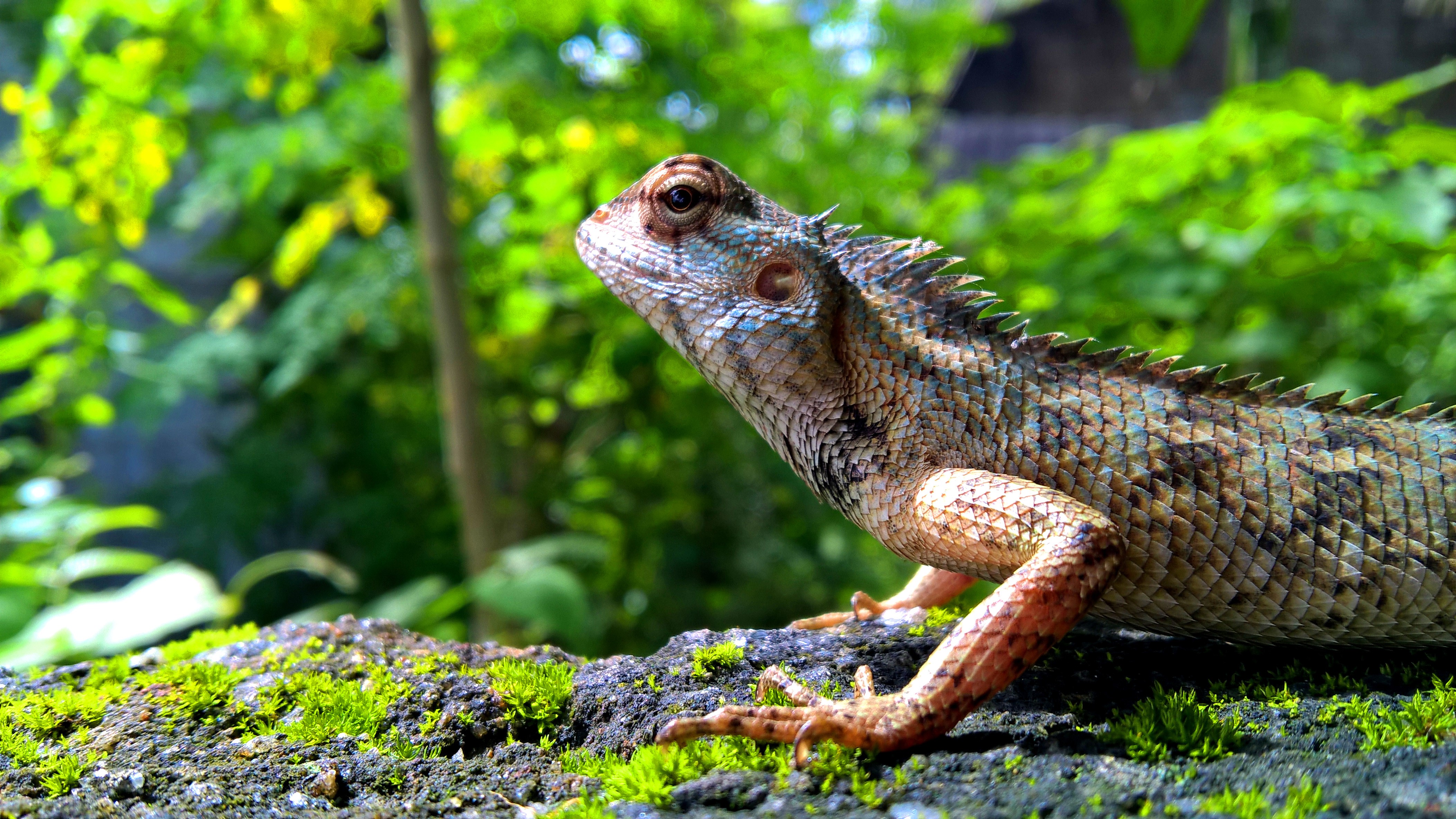 Lizard on mossy rock with green foliage HD Wallpaper