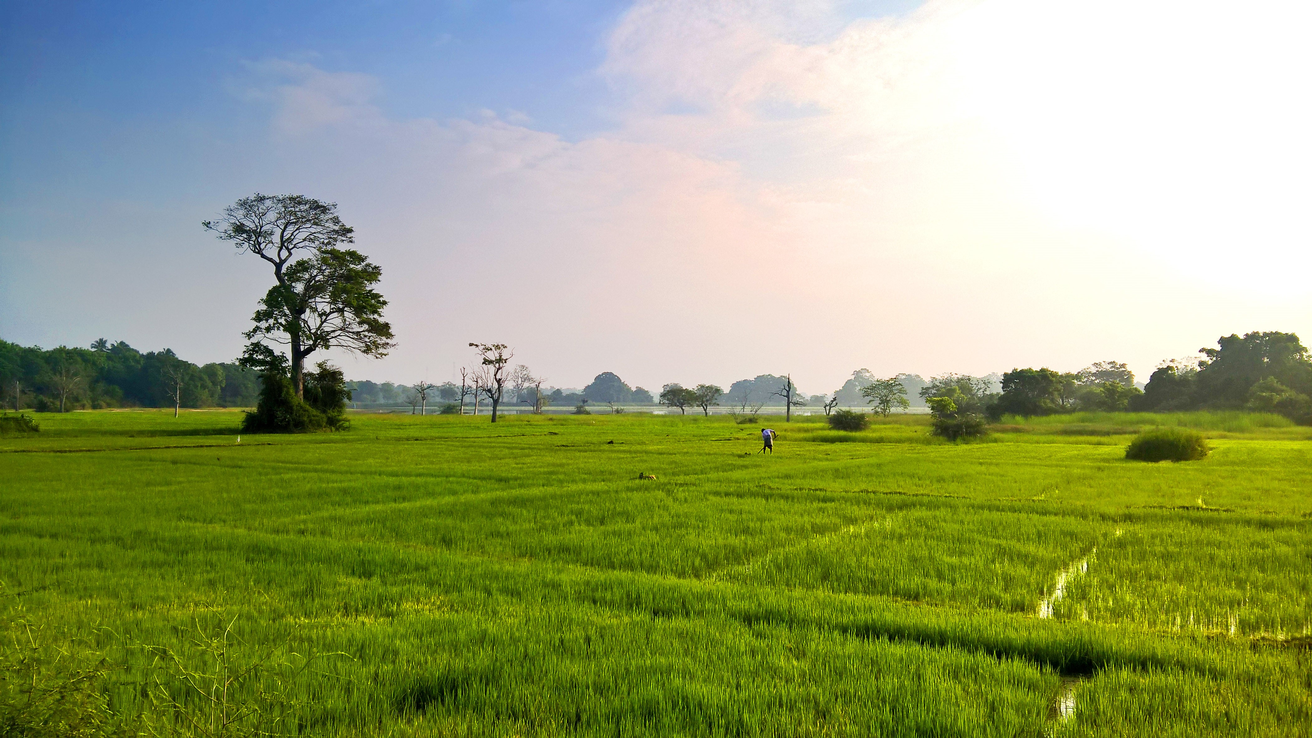4K rice field with a lone farmer and trees HD Wallpaper