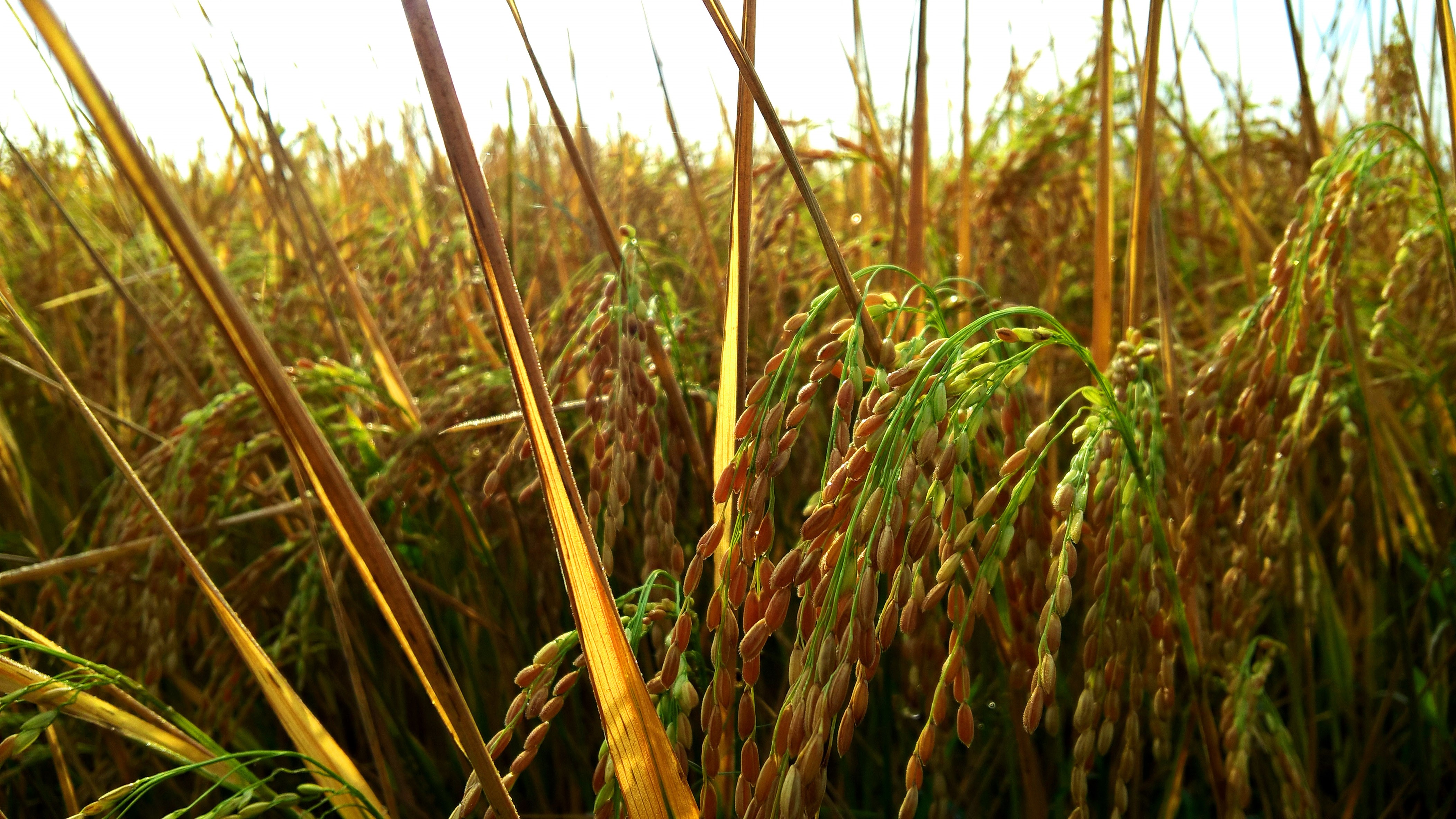 Close-up of ripe rice seeds in a field HD Wallpaper