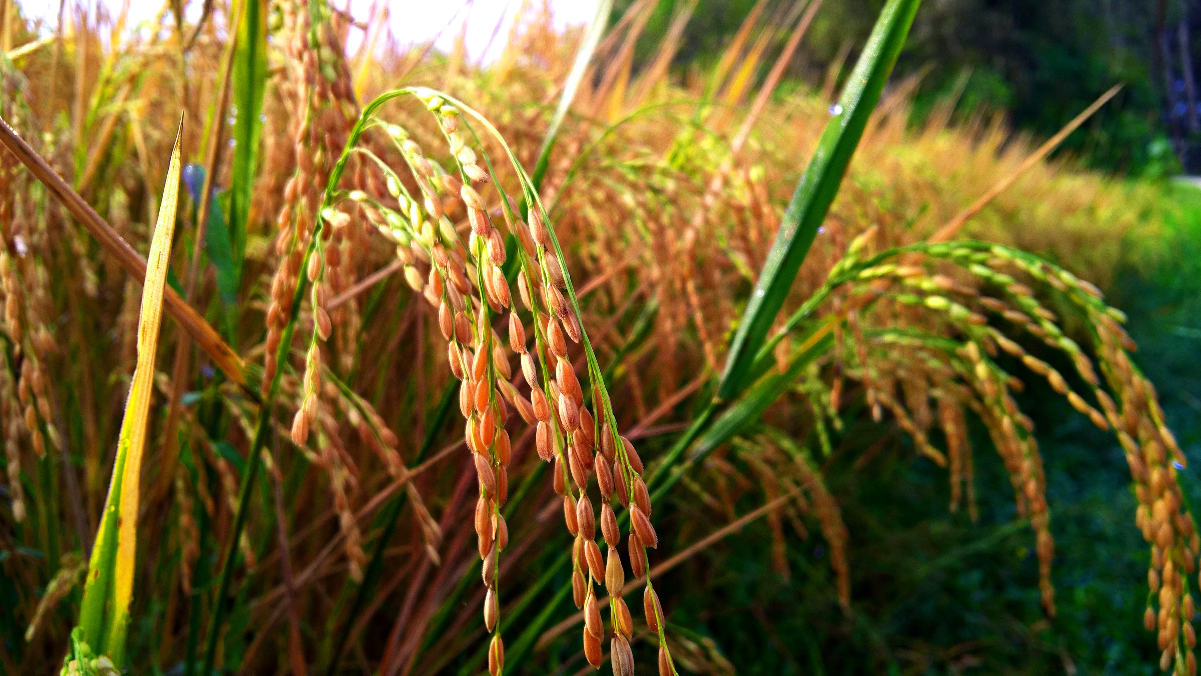 Close-up of ripe rice stalks in a field HD Wallpaper