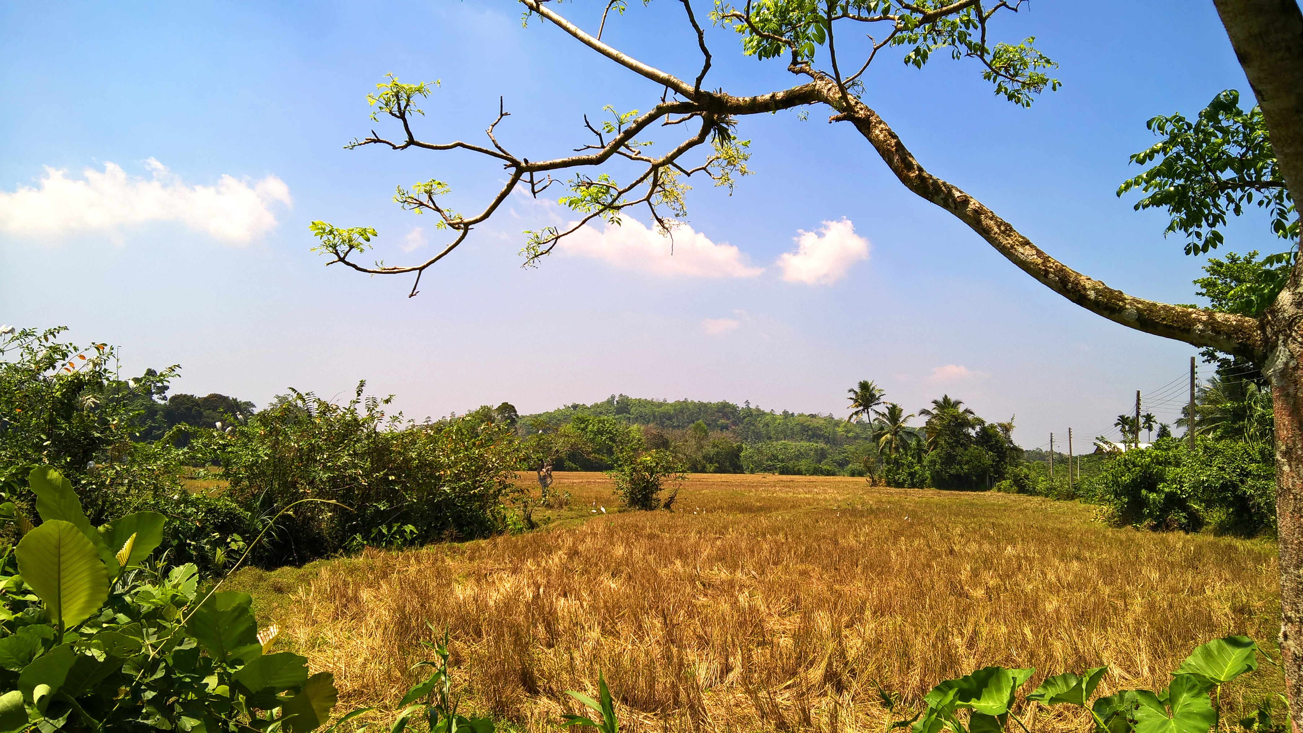 Landscape with trees and a harvested field HD Wallpaper