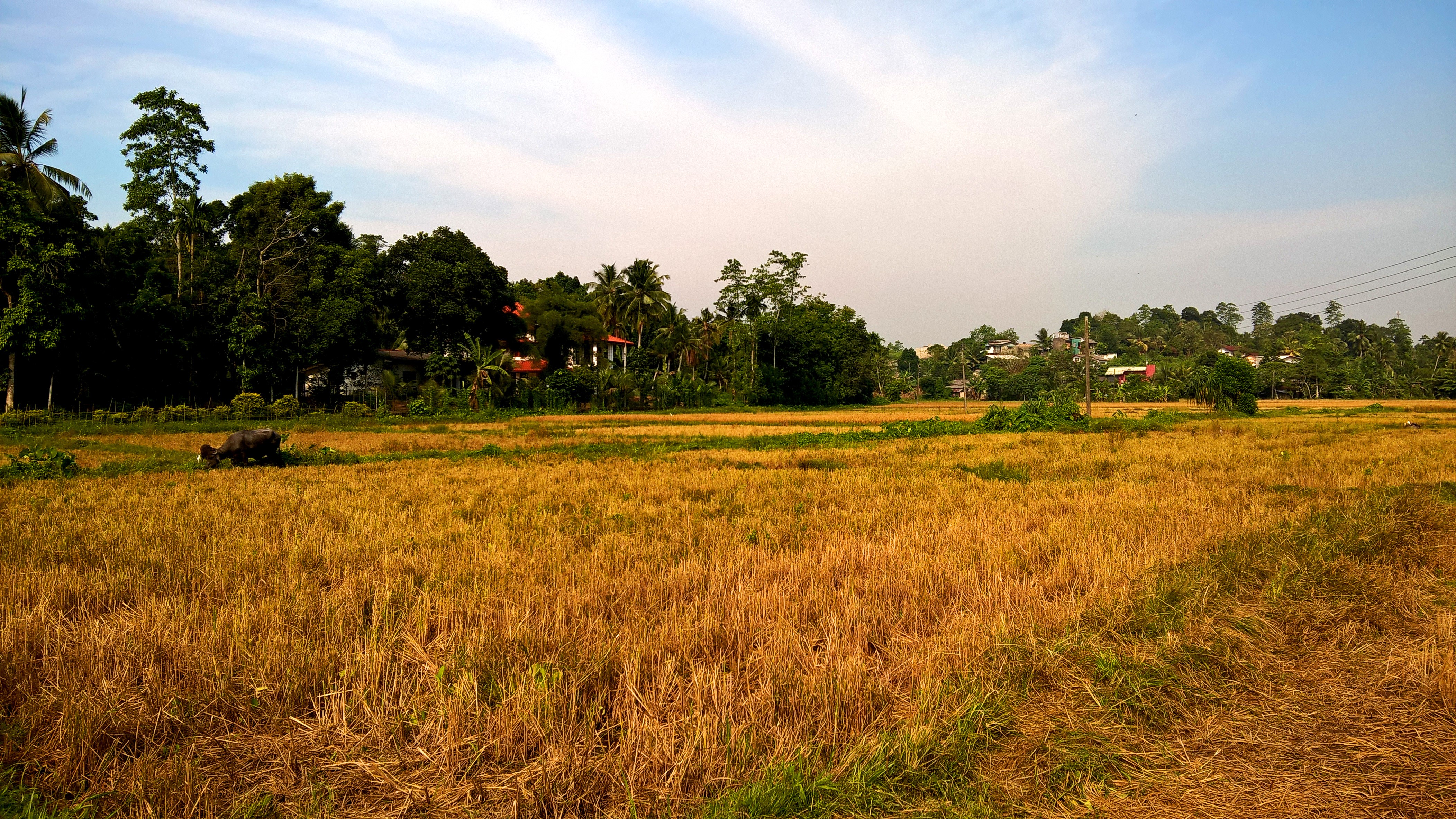 4K landscape with rice field and trees HD Wallpaper