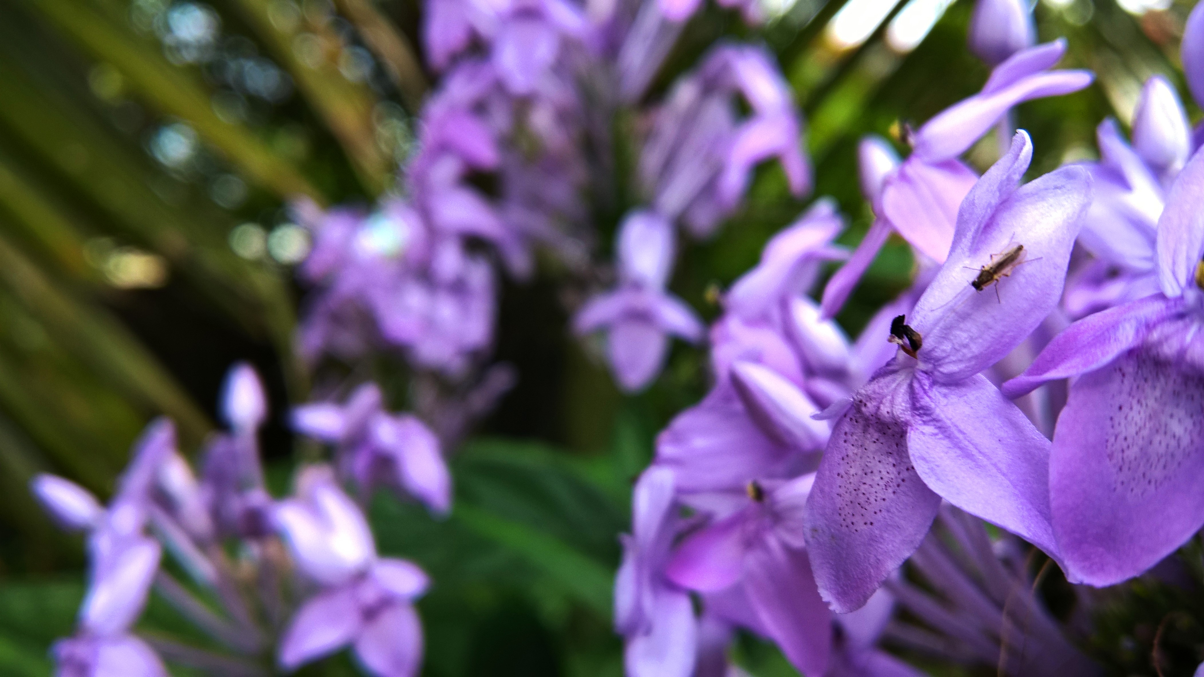Purple flowers with a small insect in Sri Lanka HD Wallpaper